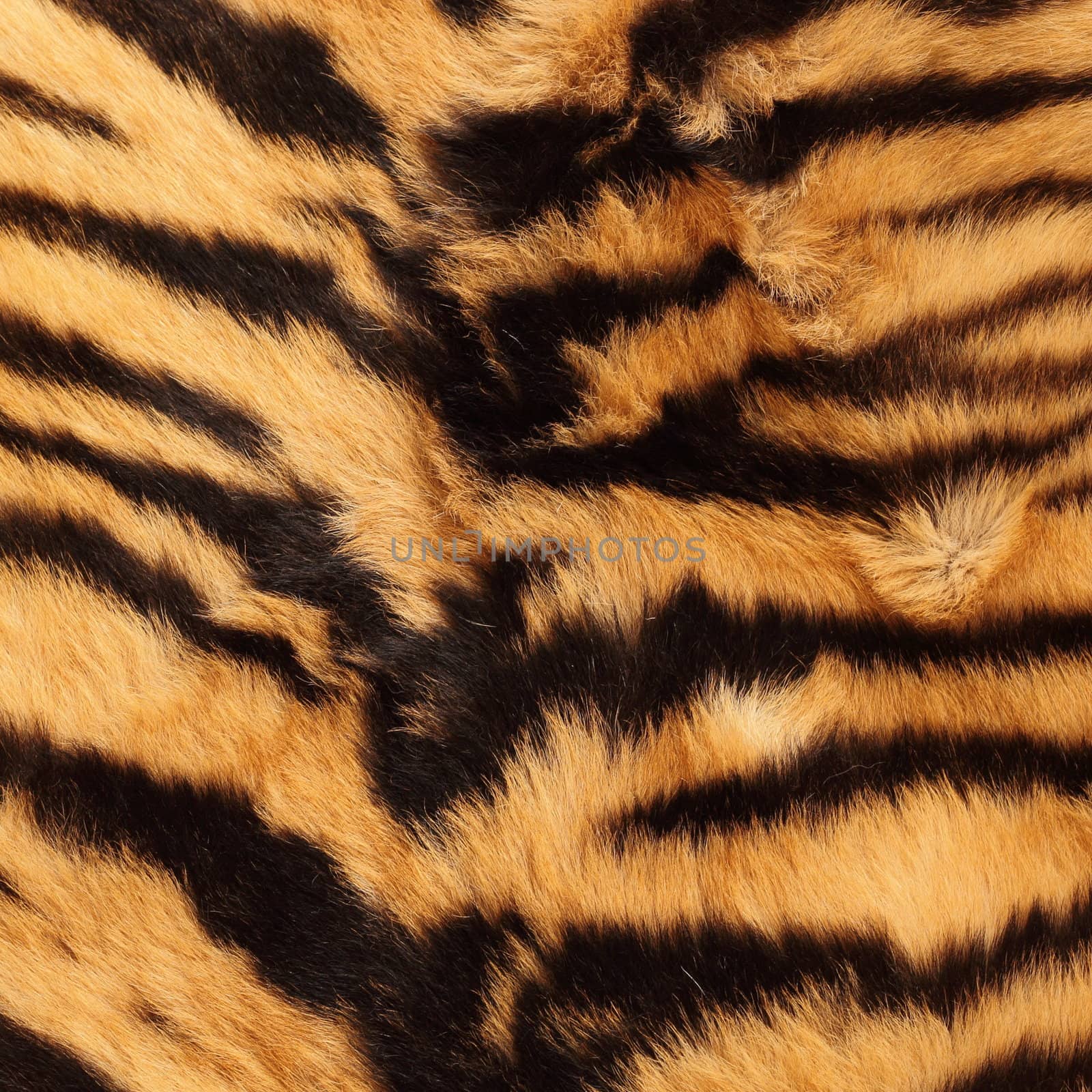 beautiful detail of black stripes on a tiger pelt ( real )
