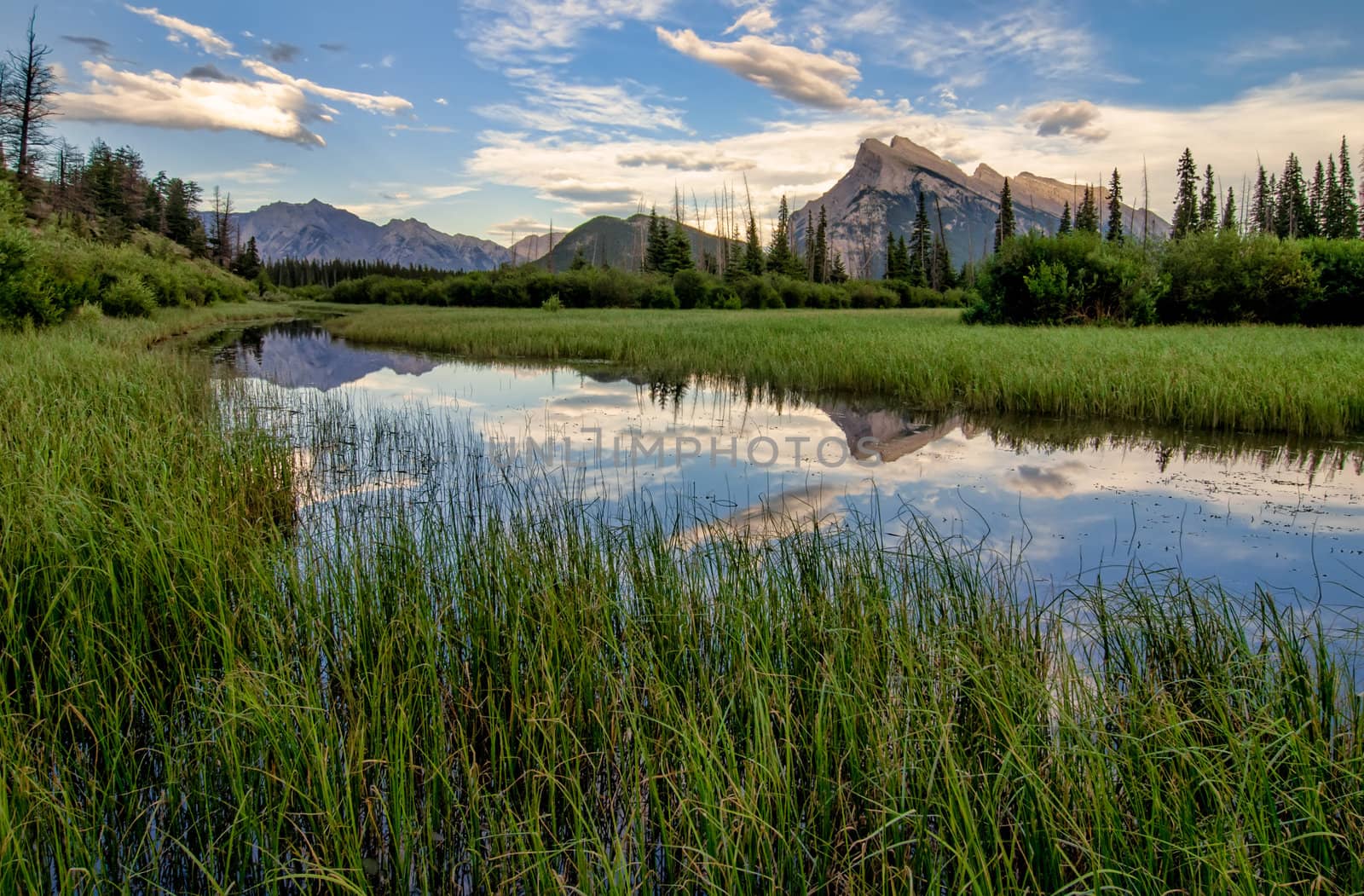 Marsh grass surrounding a perfect reflection of the rocky mountains in Vermilion lakes.