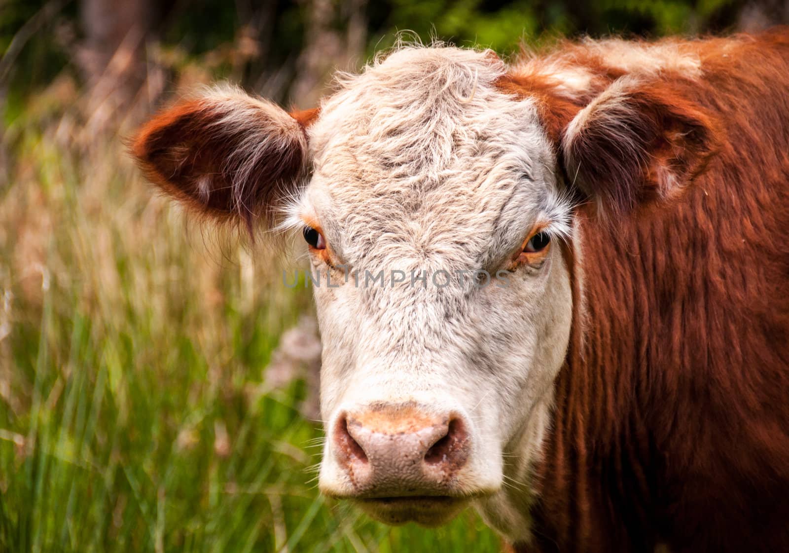 Closeup of a brown cow standing in a pasture.