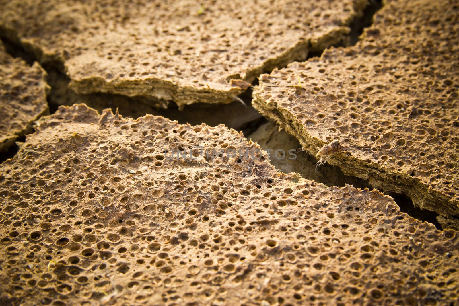 dry earth texture  by wasan_gredpree