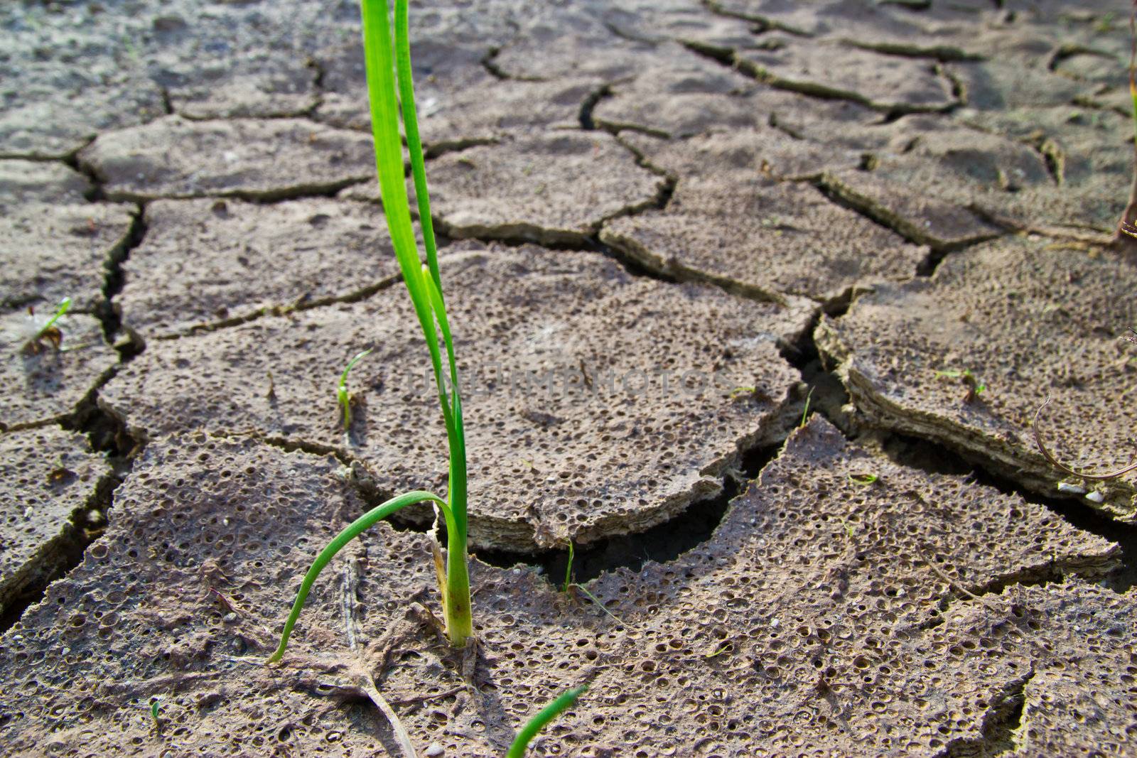 the grass is young in dry earth texture