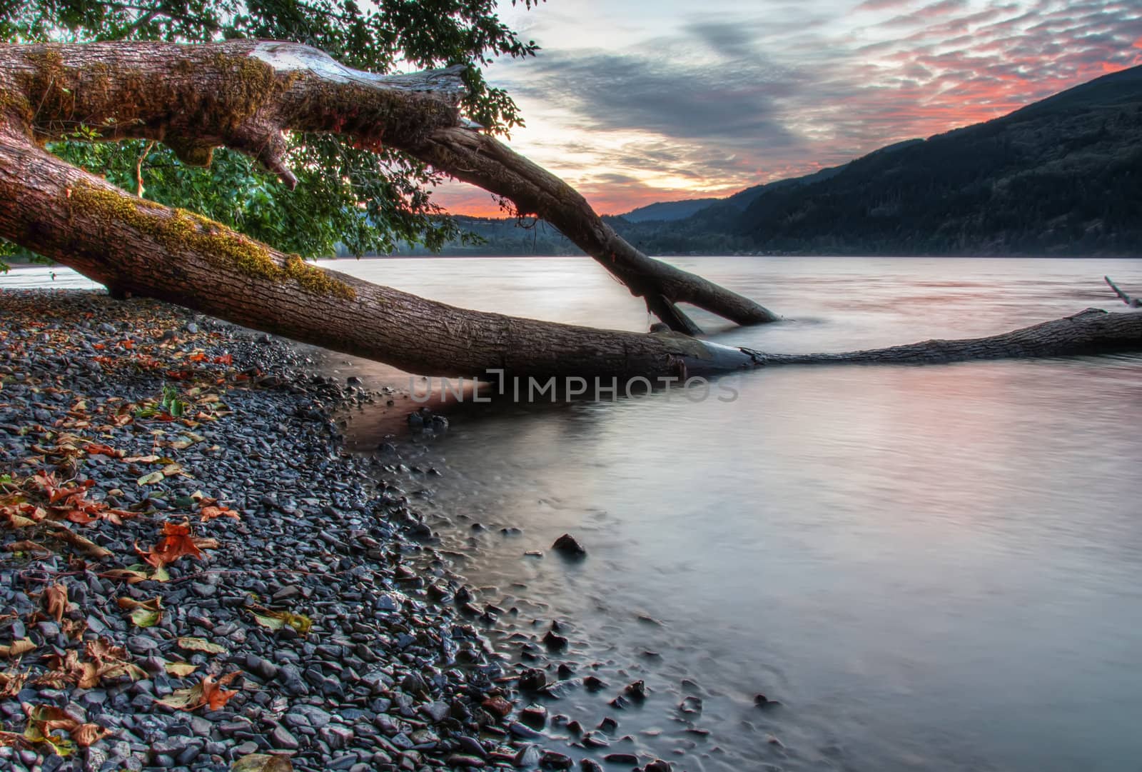 Tree Growing into Lake with Sunset in Background by JamesWheeler