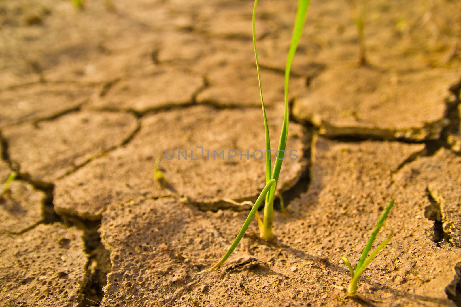 the grass is young in dry earth texture  by wasan_gredpree