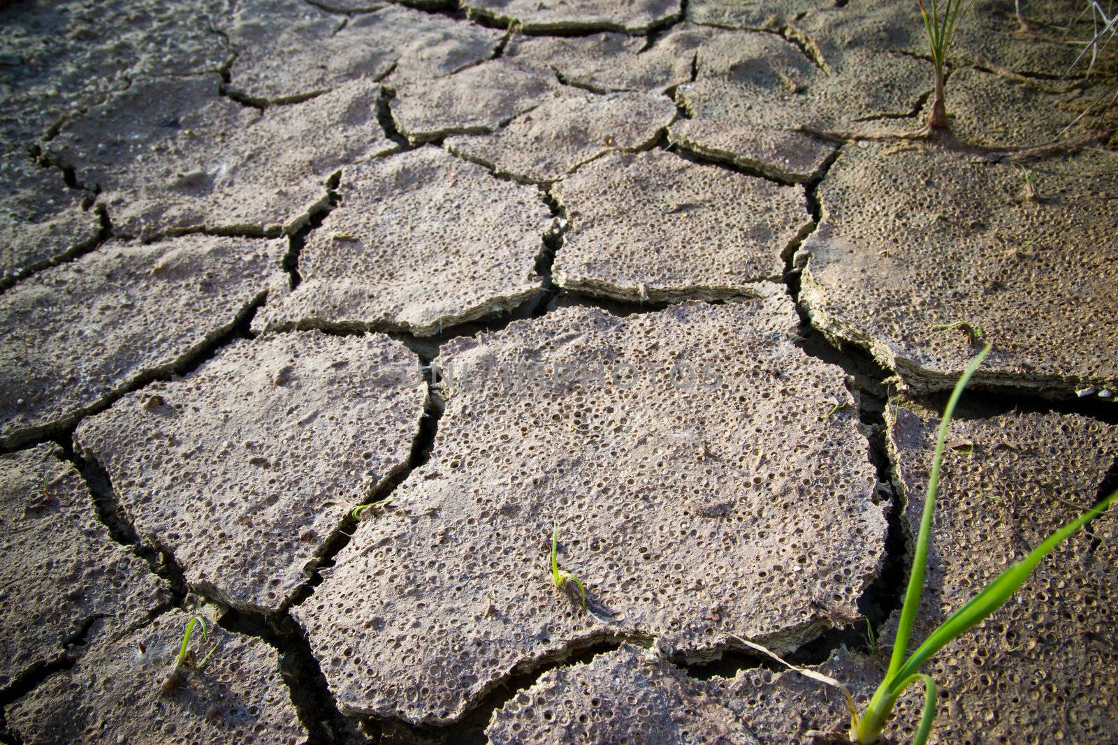 the grass is young in dry earth texture  by wasan_gredpree