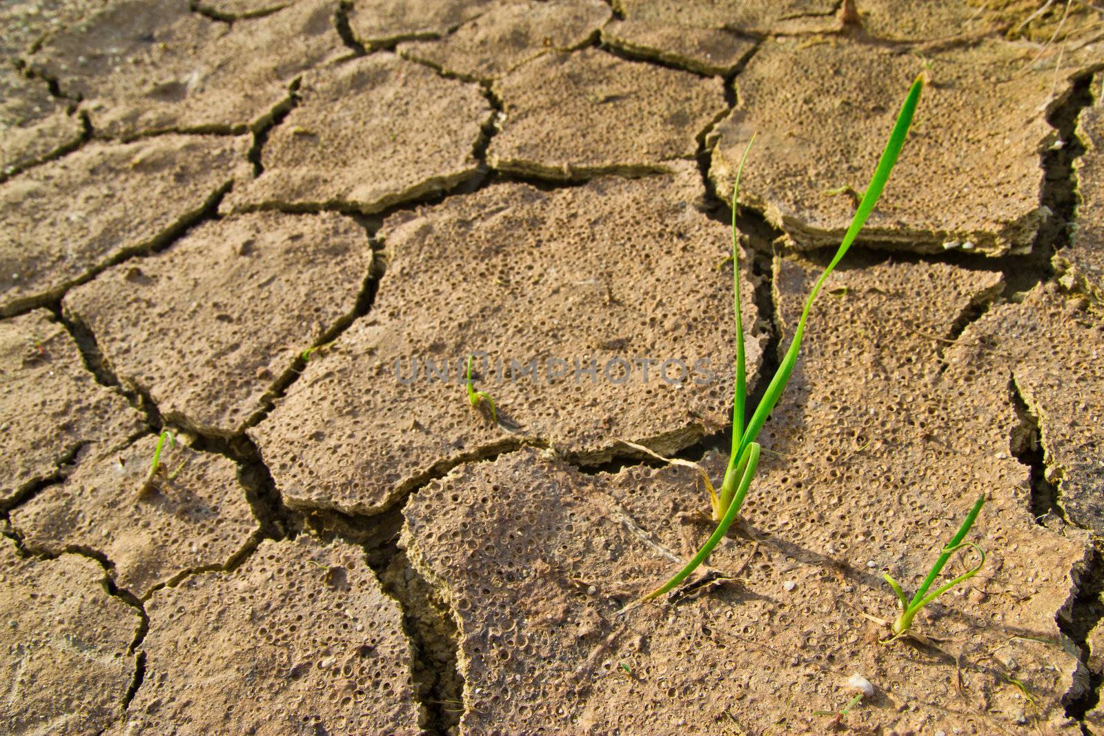 the grass is young in dry earth texture  by wasan_gredpree