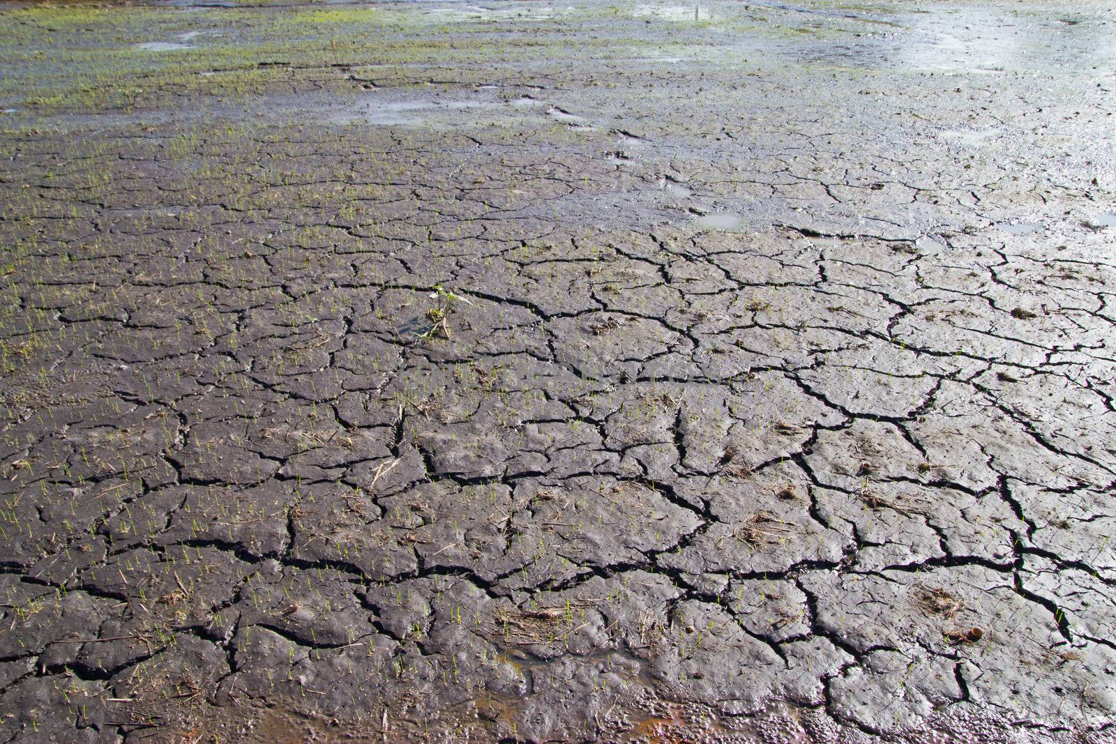 dry earth texture at thailand