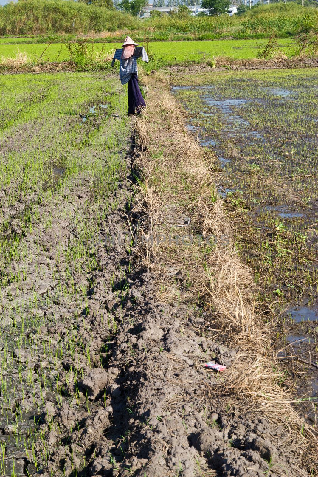 first step make rice farm  by wasan_gredpree