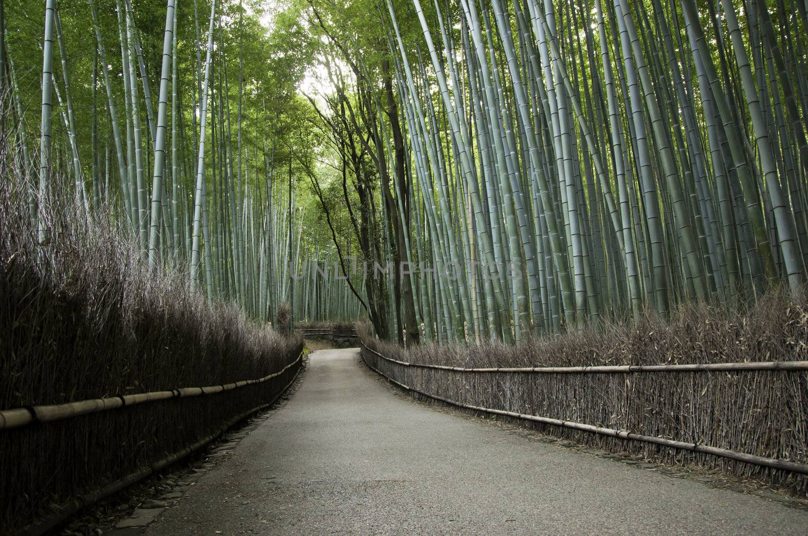 Bamboo grove in Arashiyama in Kyoto, Japan near the famous Tenryu-ji temple. Tenryuji is a Zen Buddhist temple which means temple of the heavenly dragon and is a World Cultural Heritage Site. 