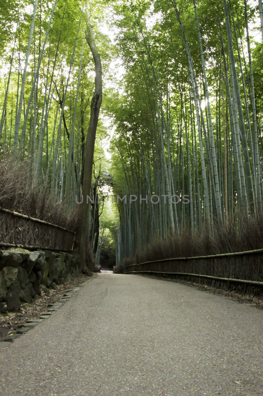 Green bamboo forest in Arashiyama, Japan  by siraanamwong