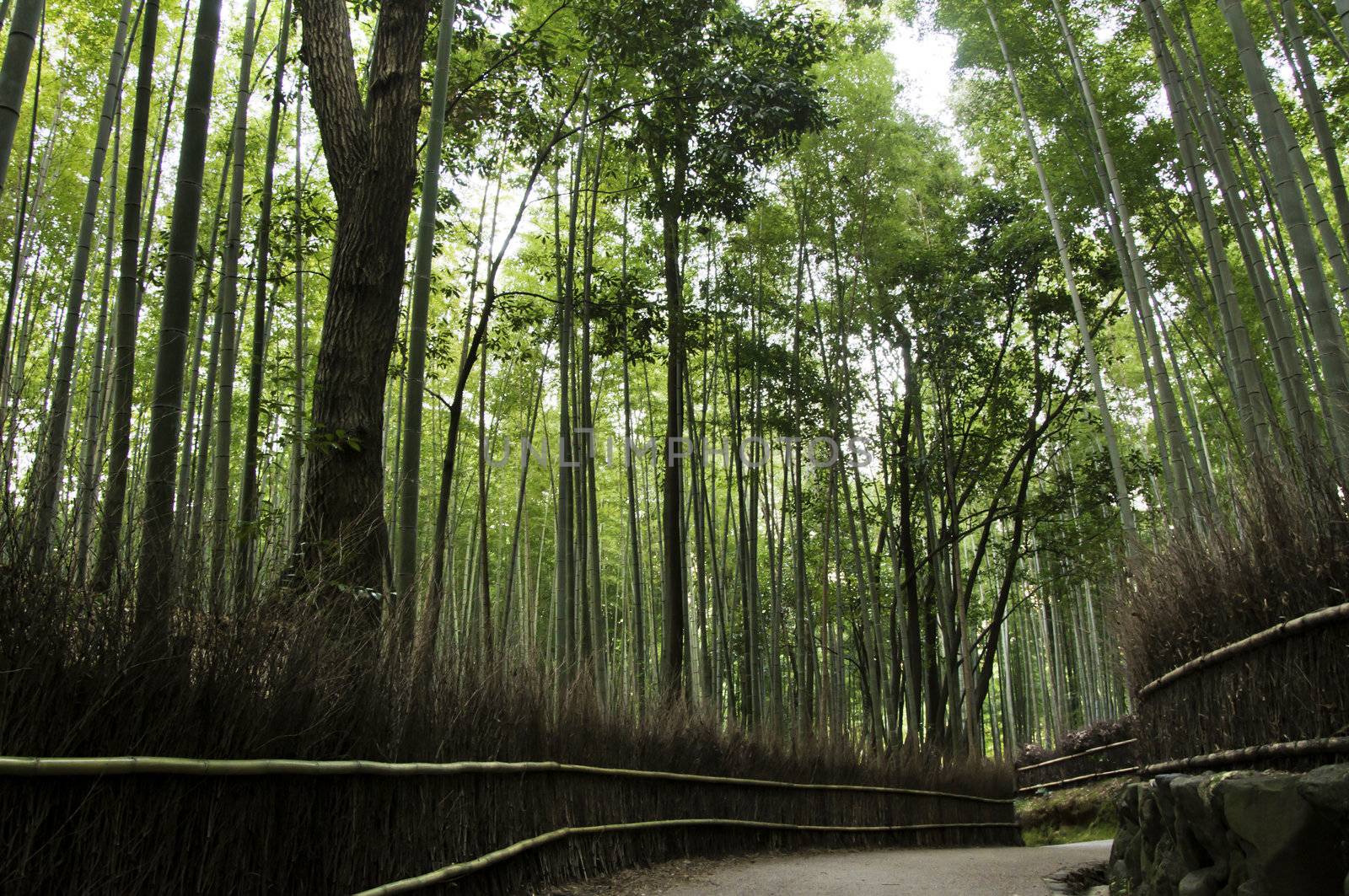 Bamboo grove in Arashiyama in Kyoto, Japan by siraanamwong