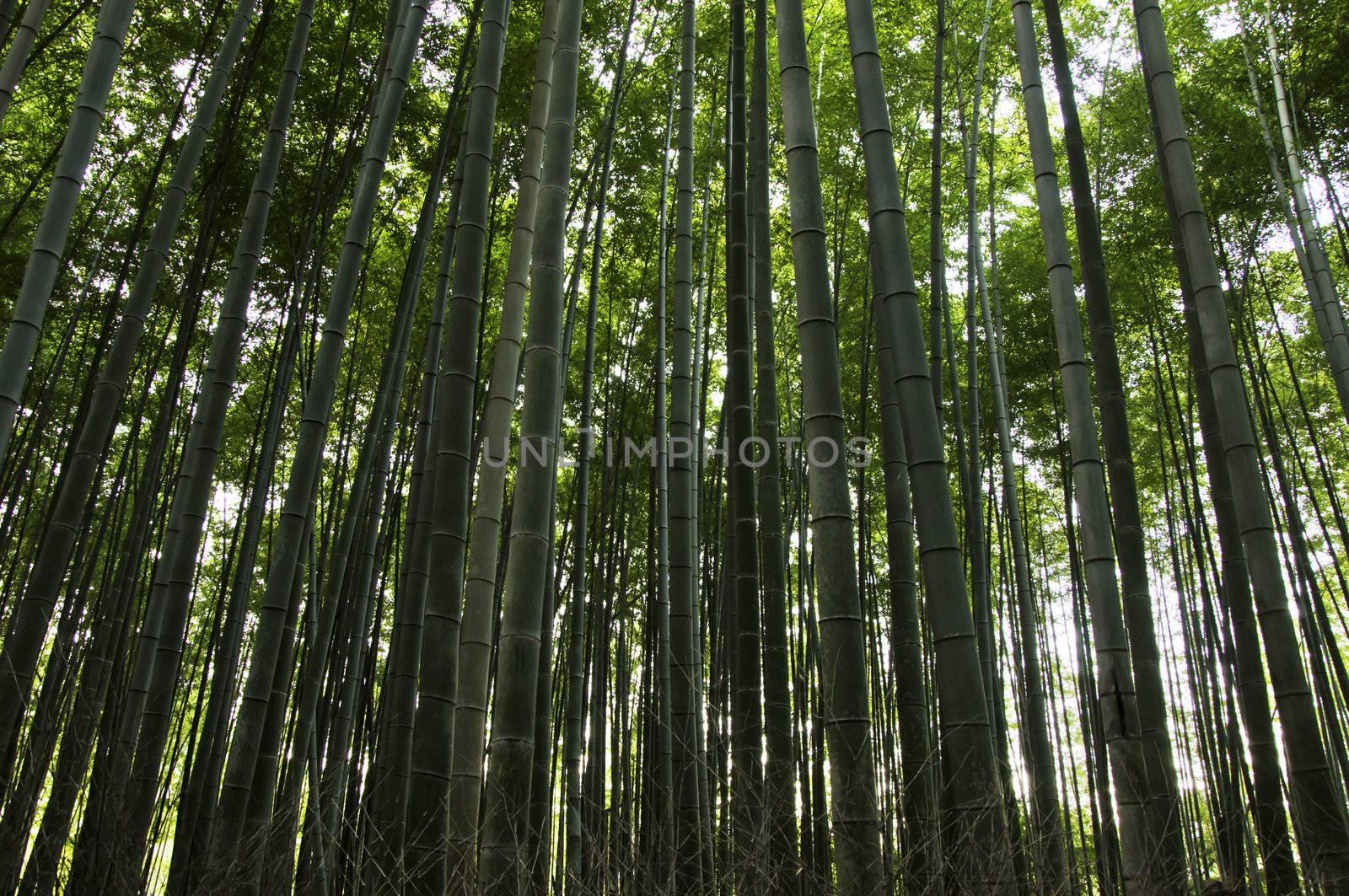 Green bamboo forest seen from the side in Arashiyama, Japan 