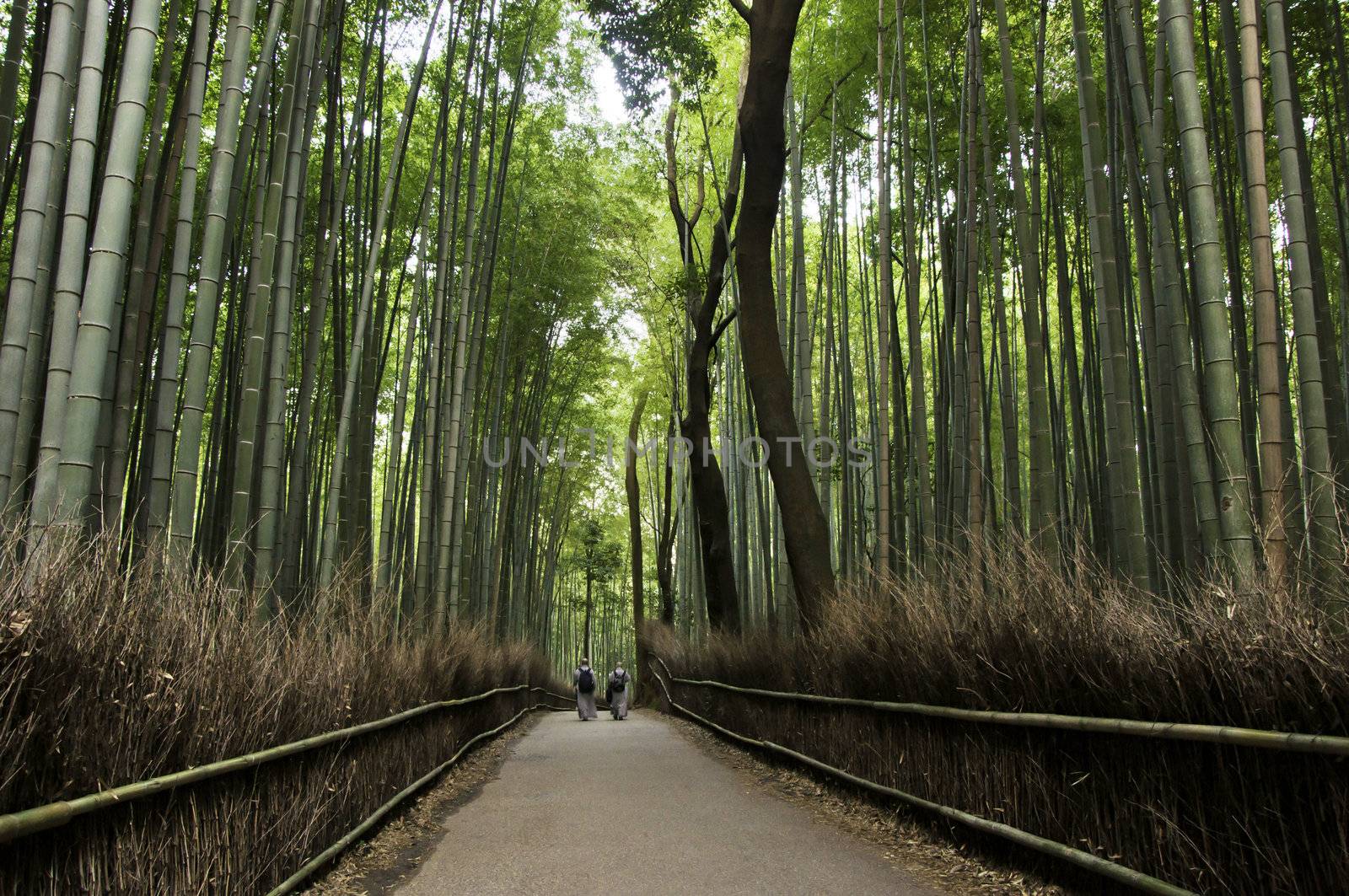 Bamboo grove in Arashiyama in Kyoto, Japan by siraanamwong