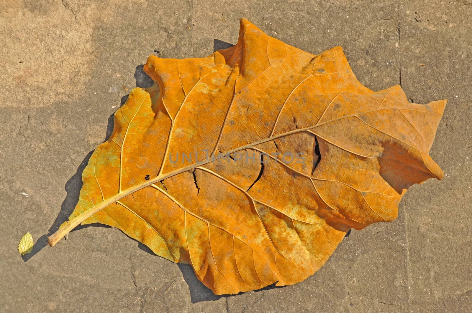 Macro view of dry leaf.