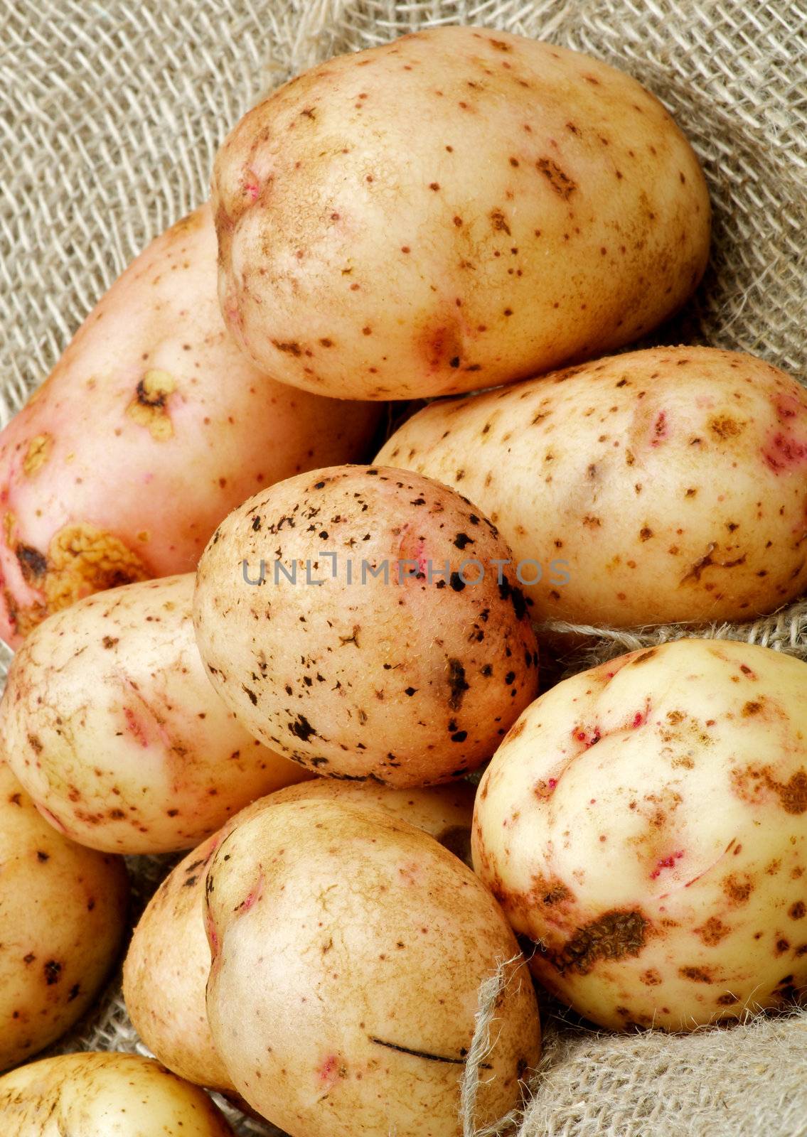 Raw Potato Straight from Garden closeup on Sacking background