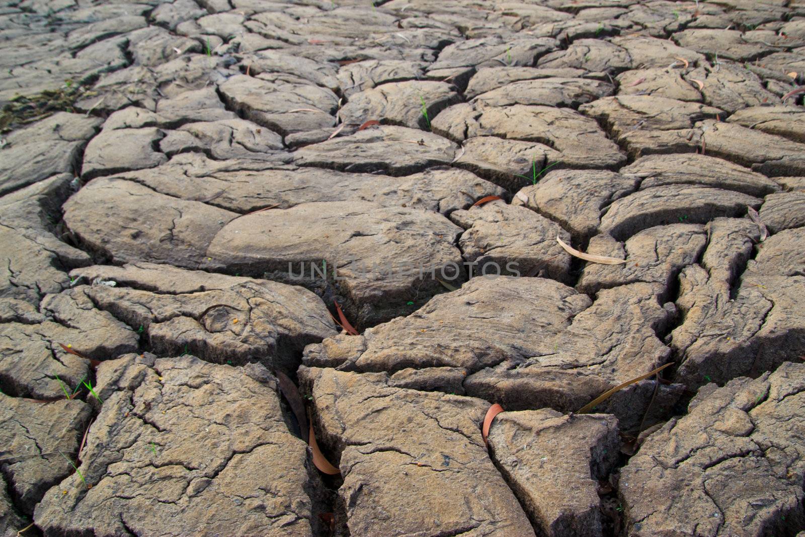 dry earth texture at thailand by wasan_gredpree