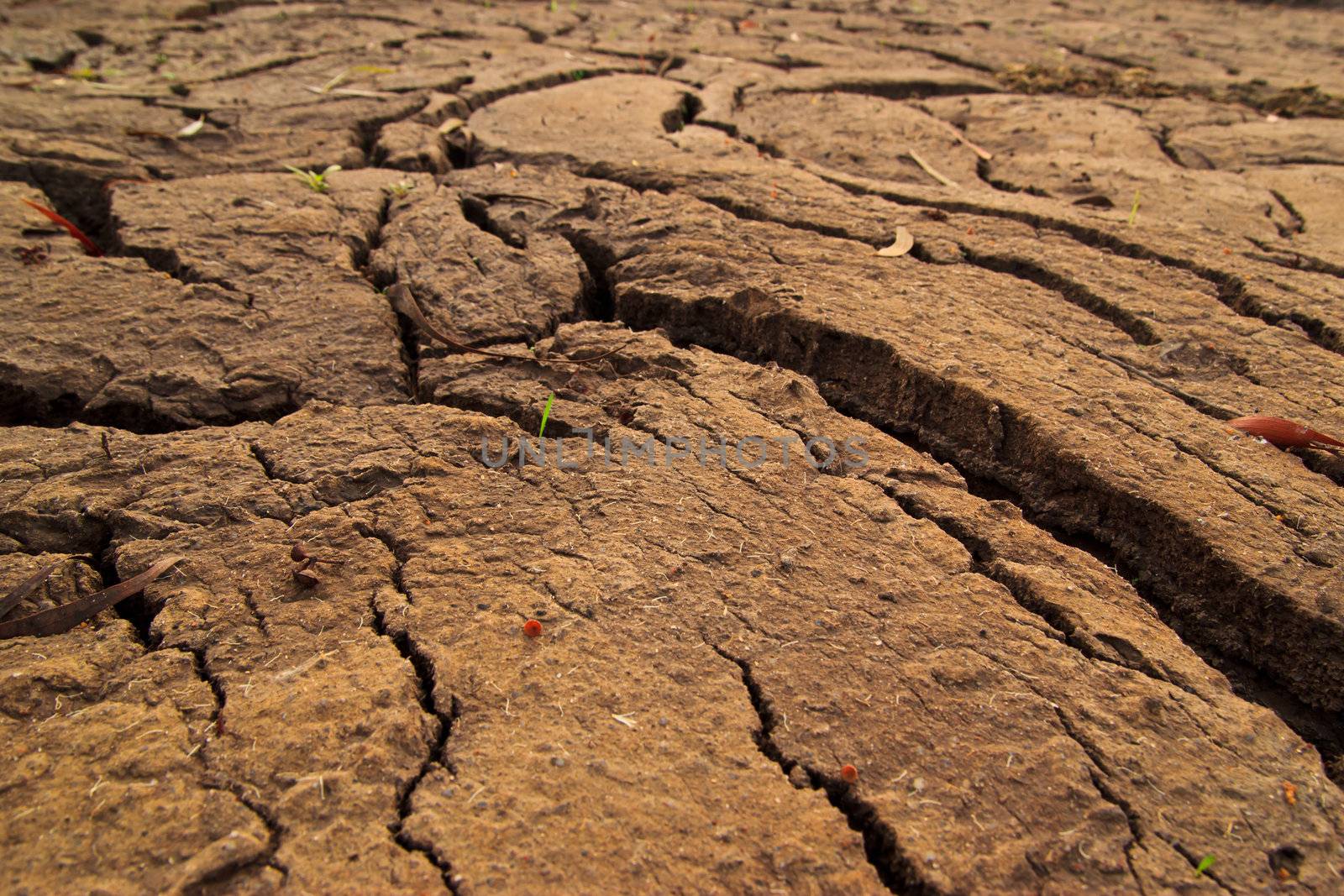 dry earth texture at thailand by wasan_gredpree