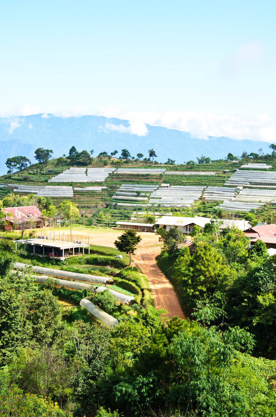 The Gravel road to terraced plant on Mountain, Chiang Mai, Thailand