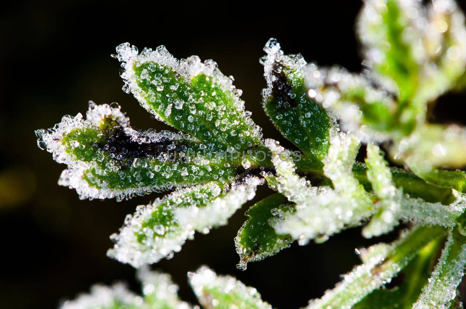 natural frost on the leaves