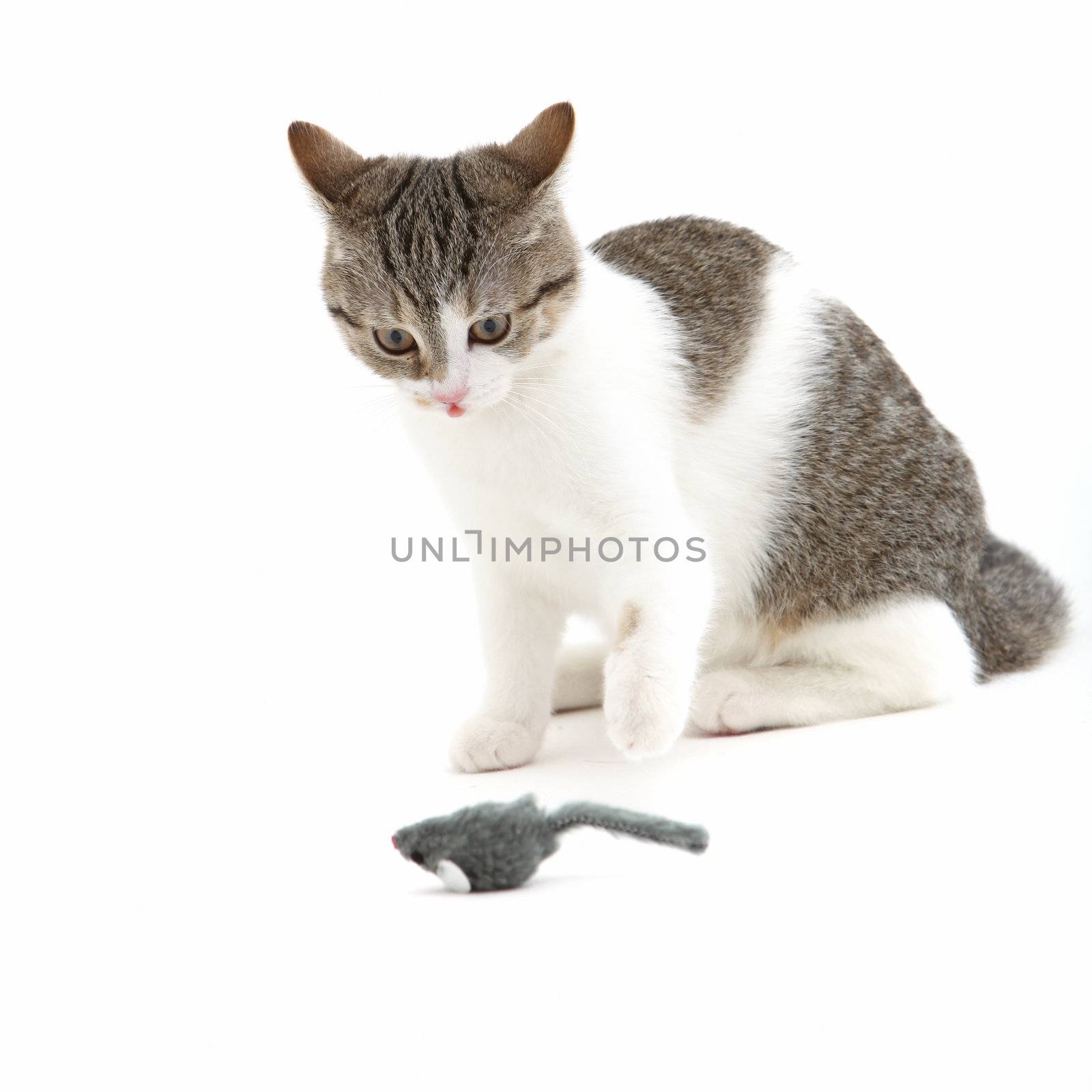 Fun image of animal behaviour with a cat watching a toy mouse that is lying on its back in anticipation that it will jump up and try to escape isolated on white