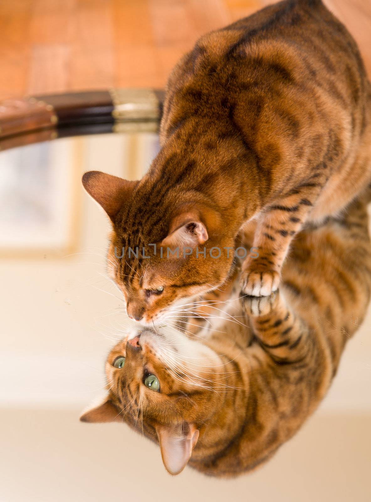 Orange and brown bengal kitten cat looking at reflection in mirror