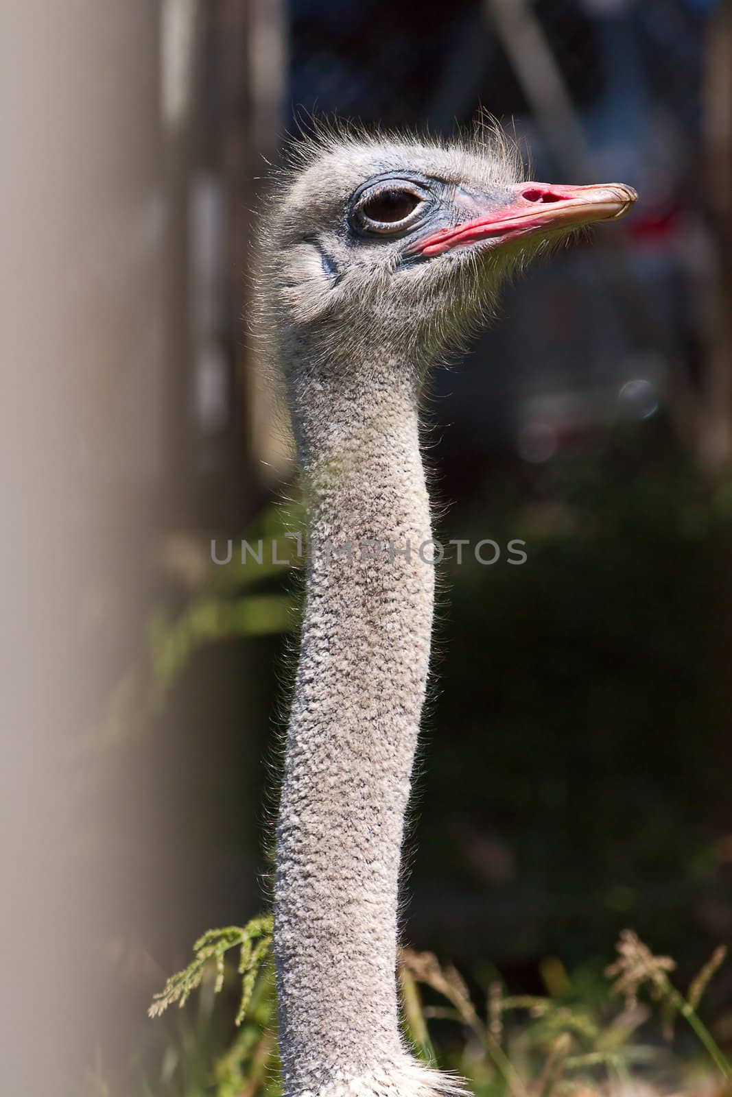 Head and long neck an ostrich close-up in zoo, Russia.