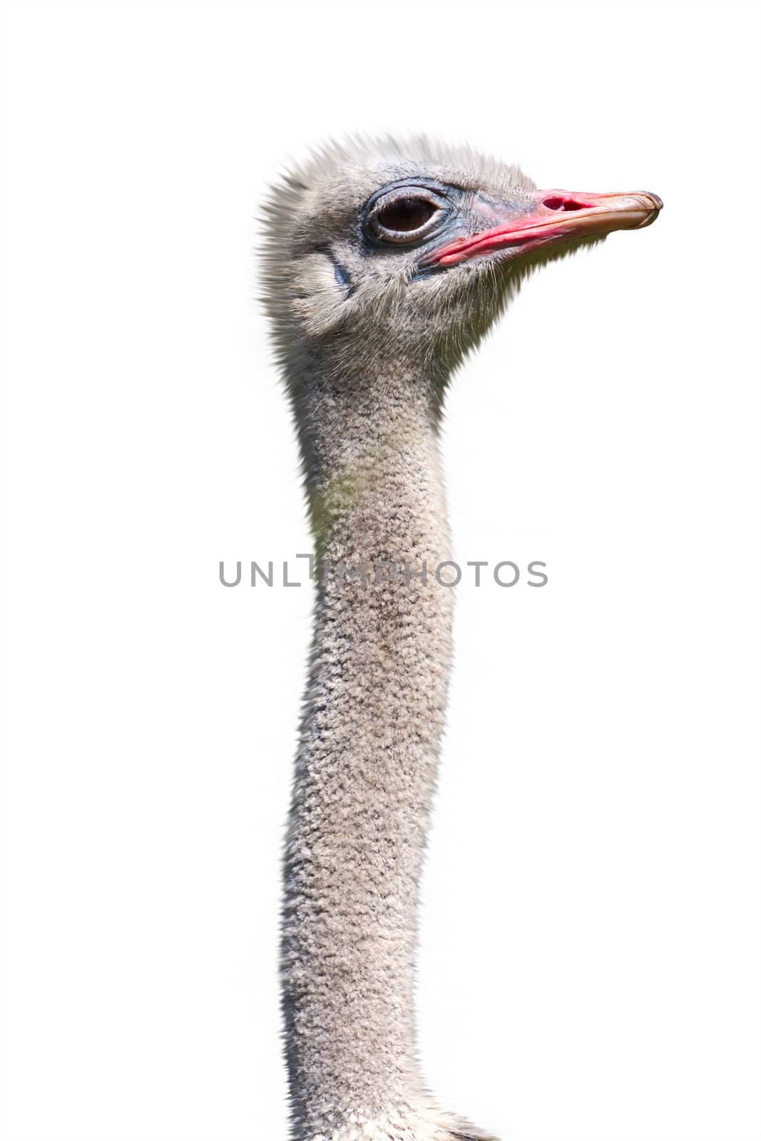 Head and long neck an ostrich close-up,isolated on white background.
