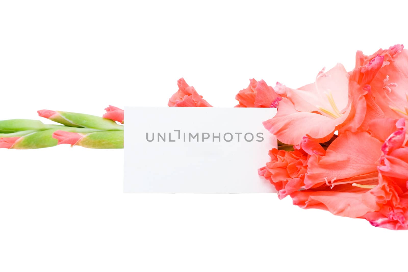 Pink flower and a congratulatory form isolated on a white background