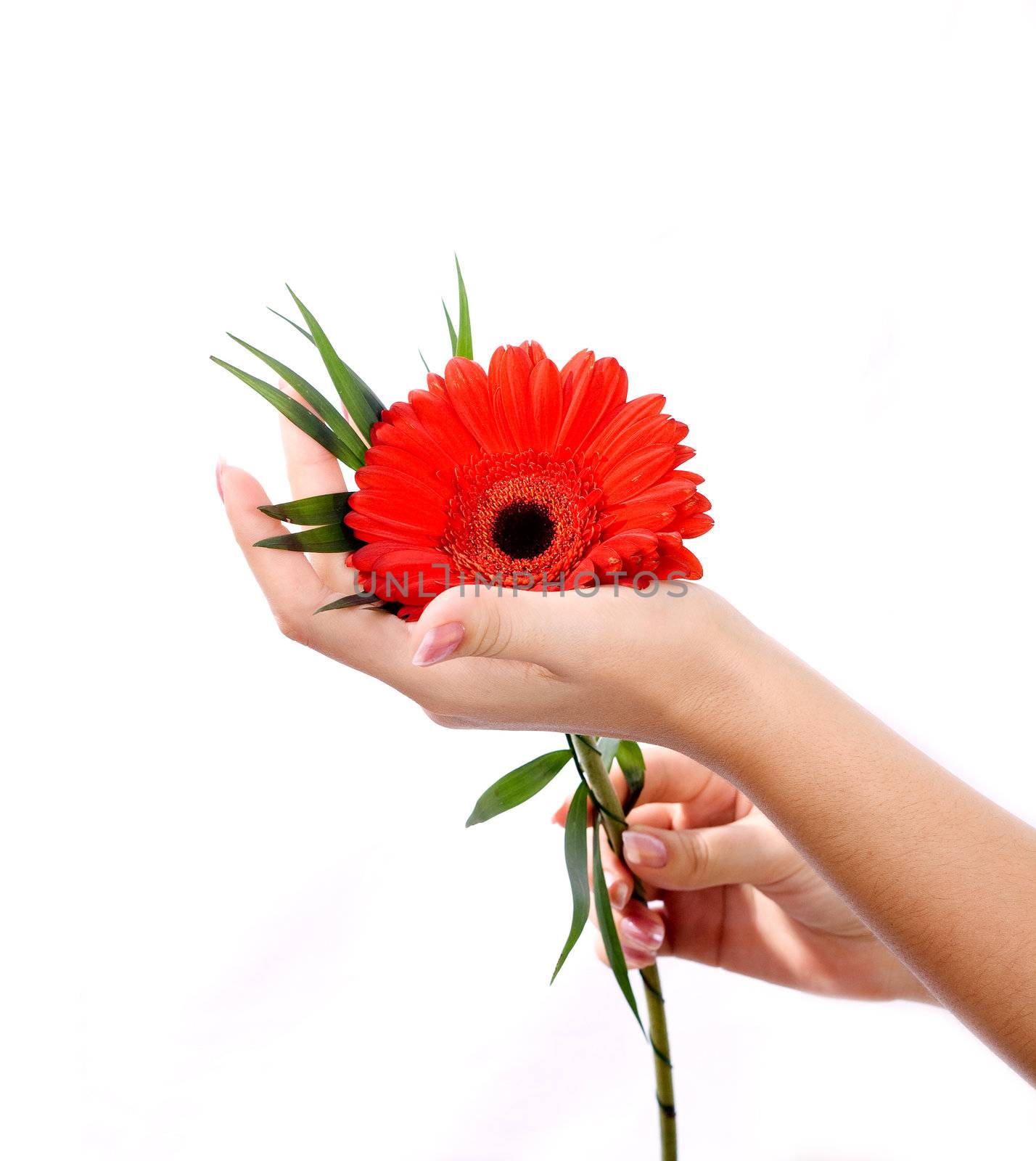 Beautiful hands with manicure and pink flower in reflection.
