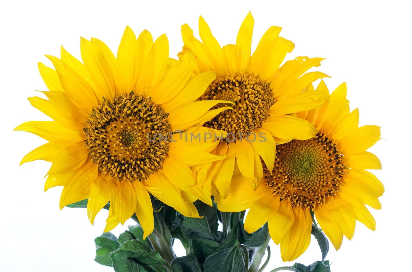 Sunflowers isolated on white background