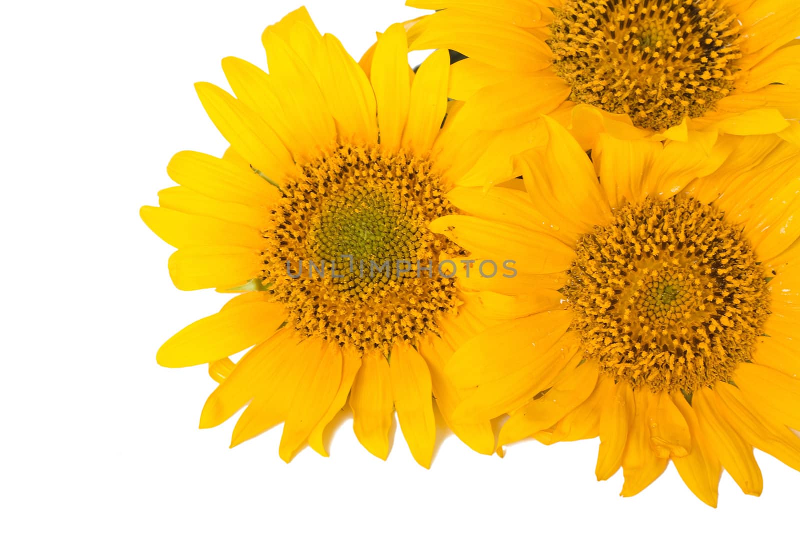 Sunflowers isolated on white background