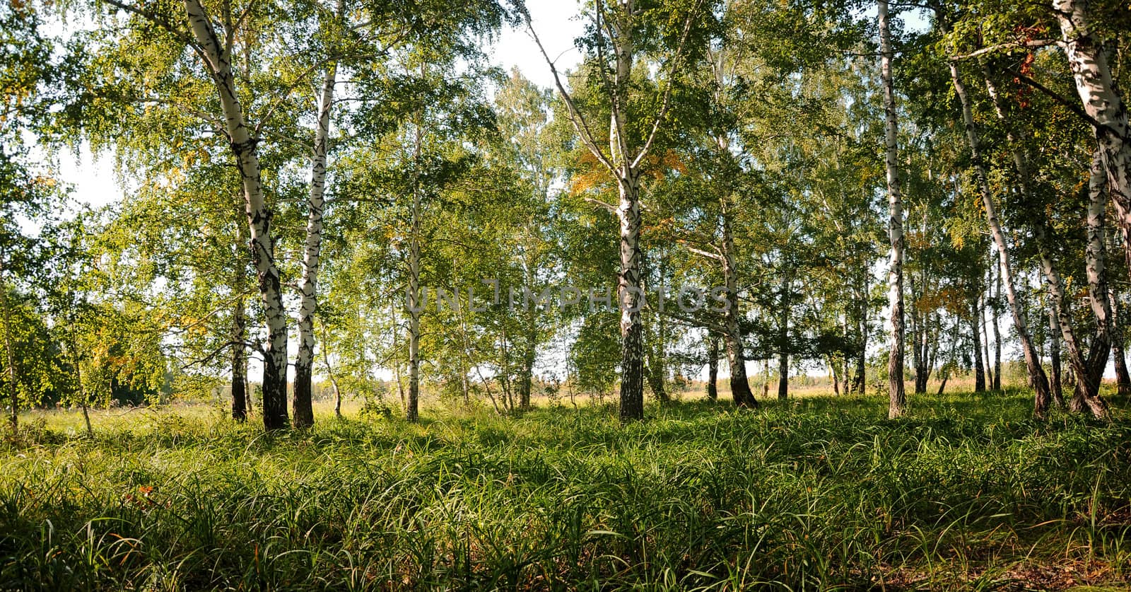 summer green birch forest  by inxti