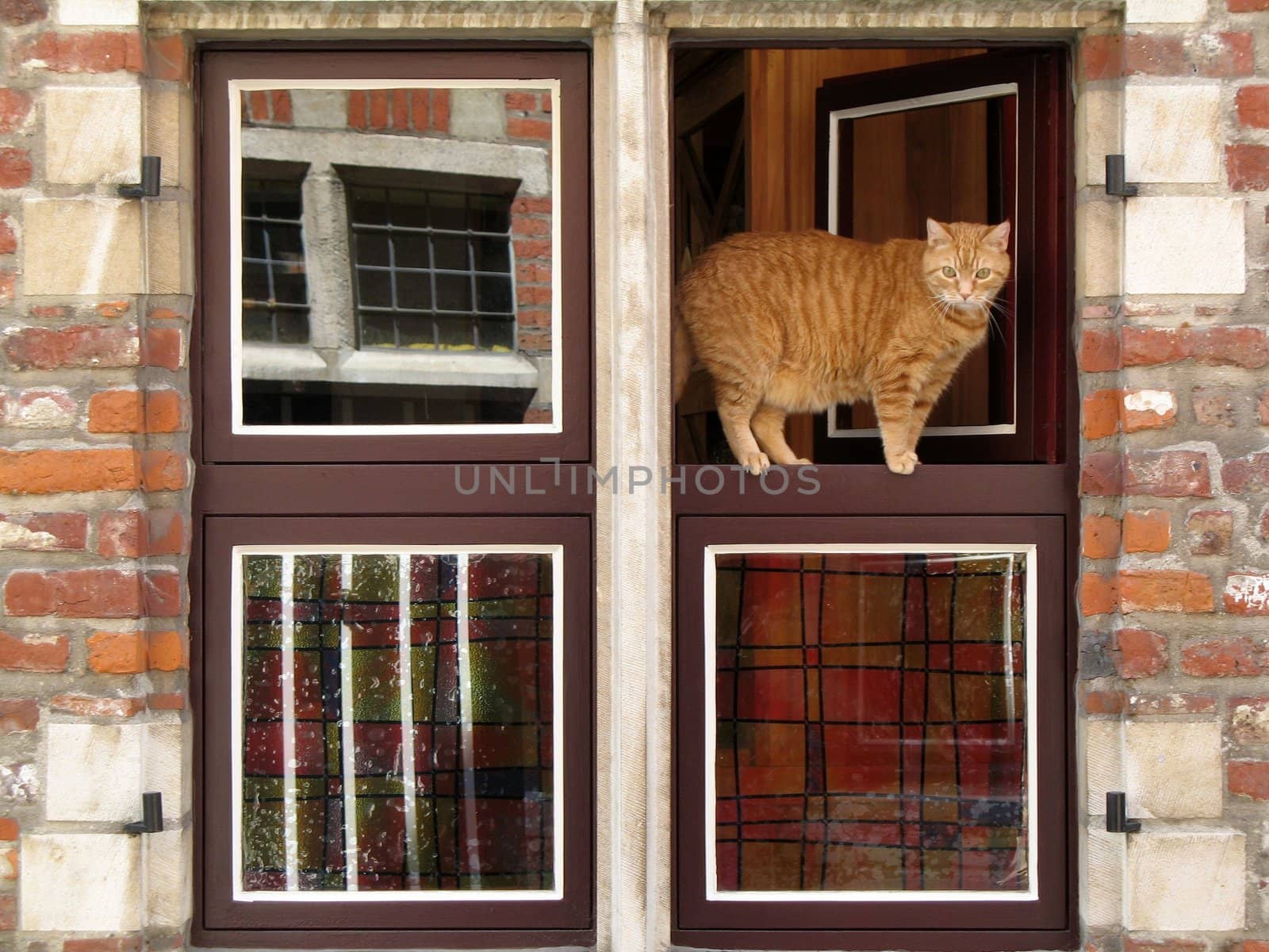 cat standing in the window frame