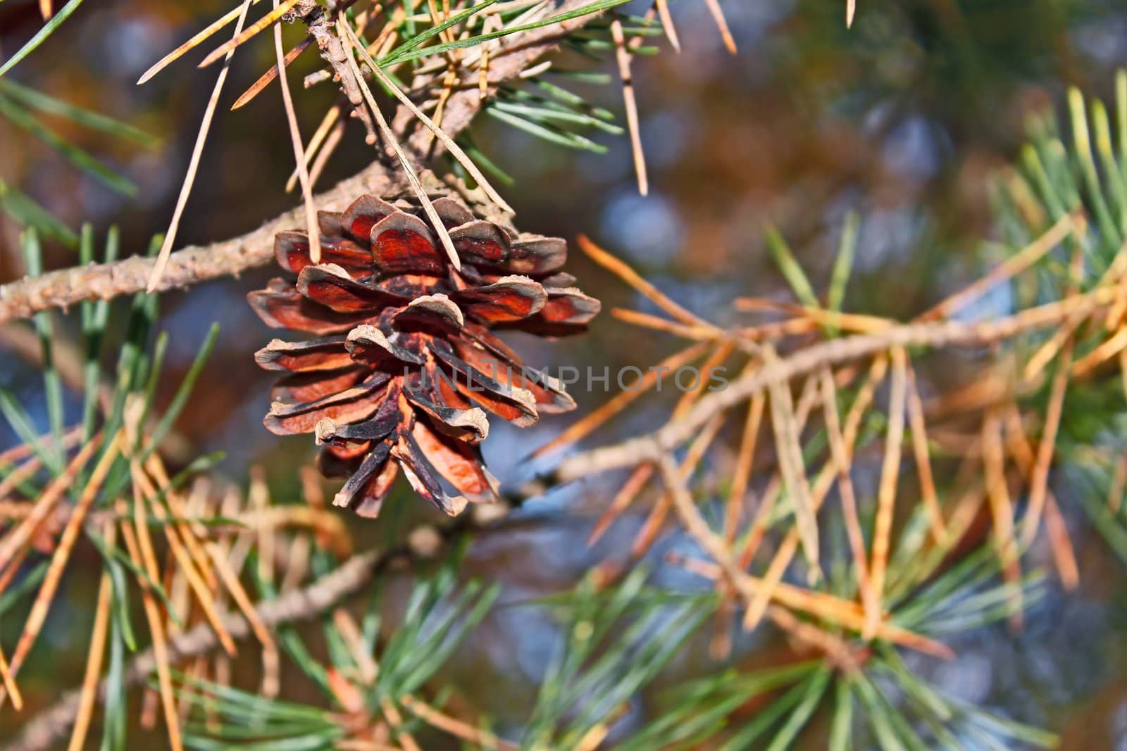 Pine cone hanging on a branch in autumn season
