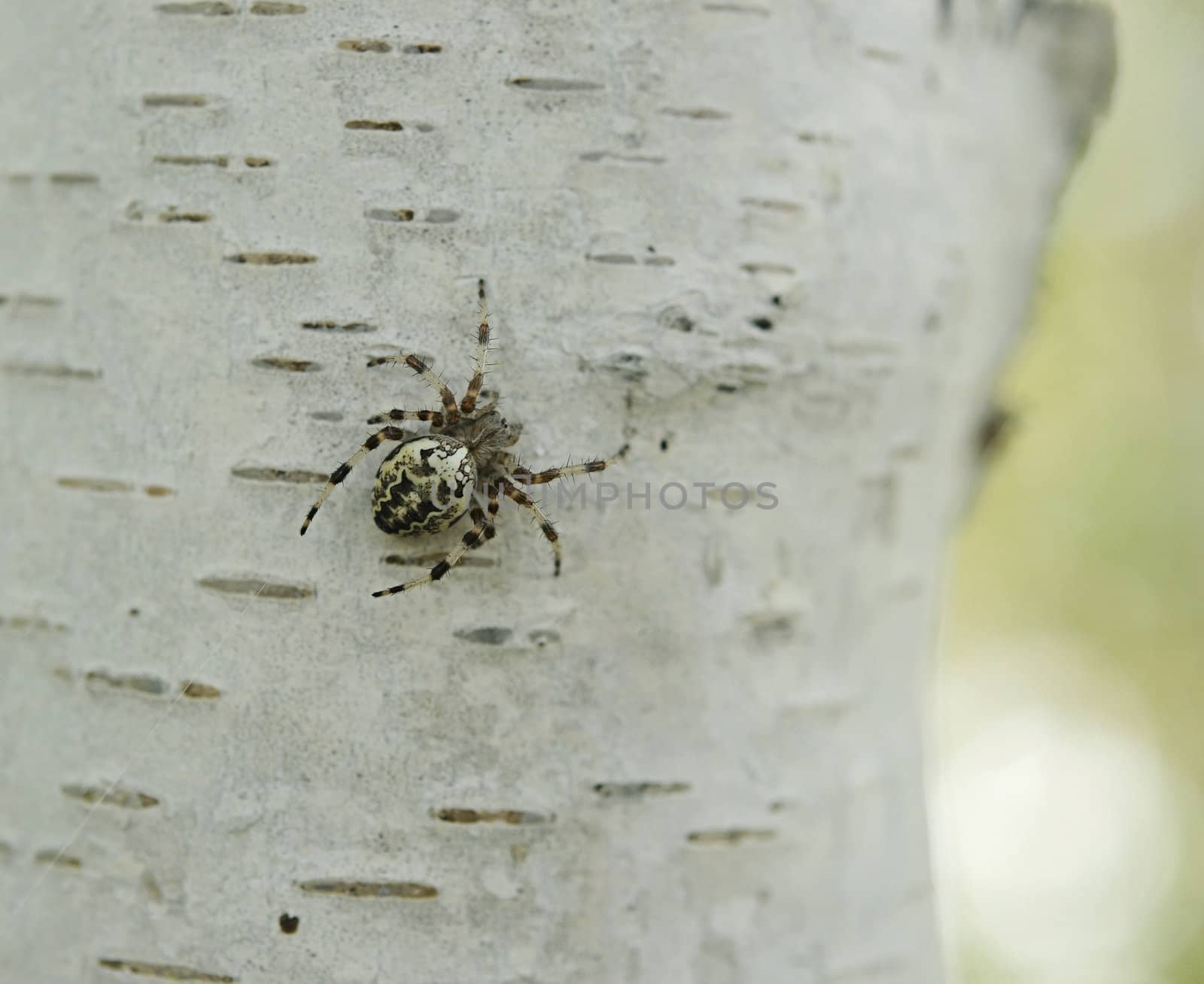 Spider Larinioides suspicas on tree bark