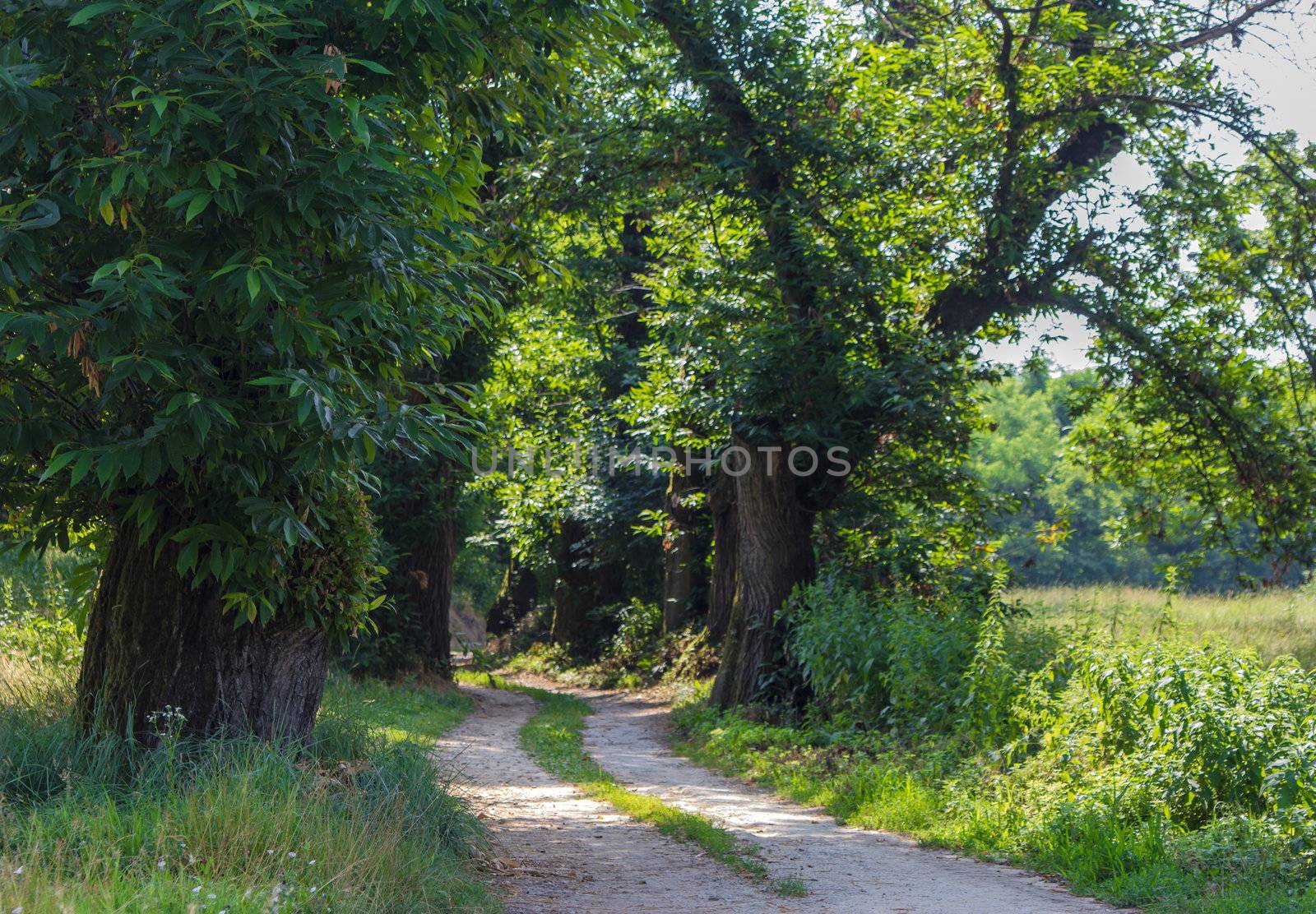 Trail going deep into the forest