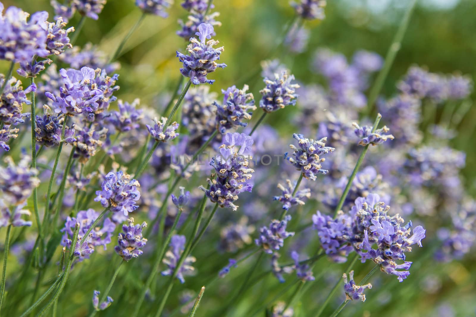 Bunch of scented flowers in the lavanda fields from France