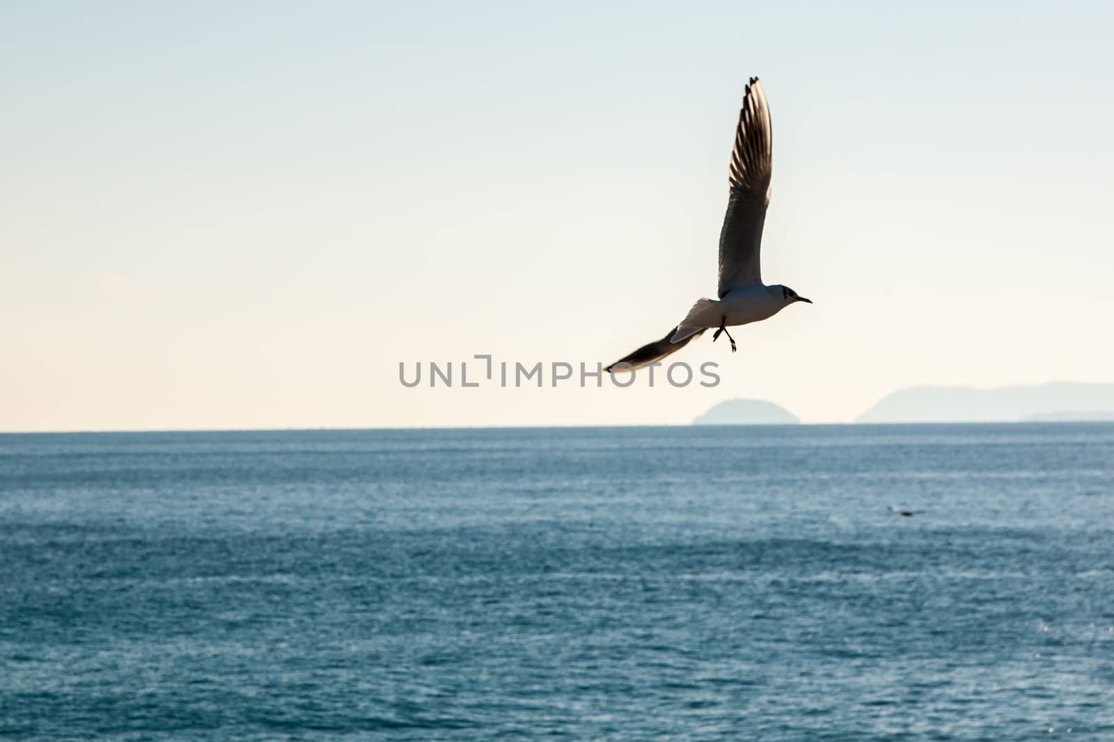 Seagulls (birds in the family Laridae) flying over the blue sea by huntz