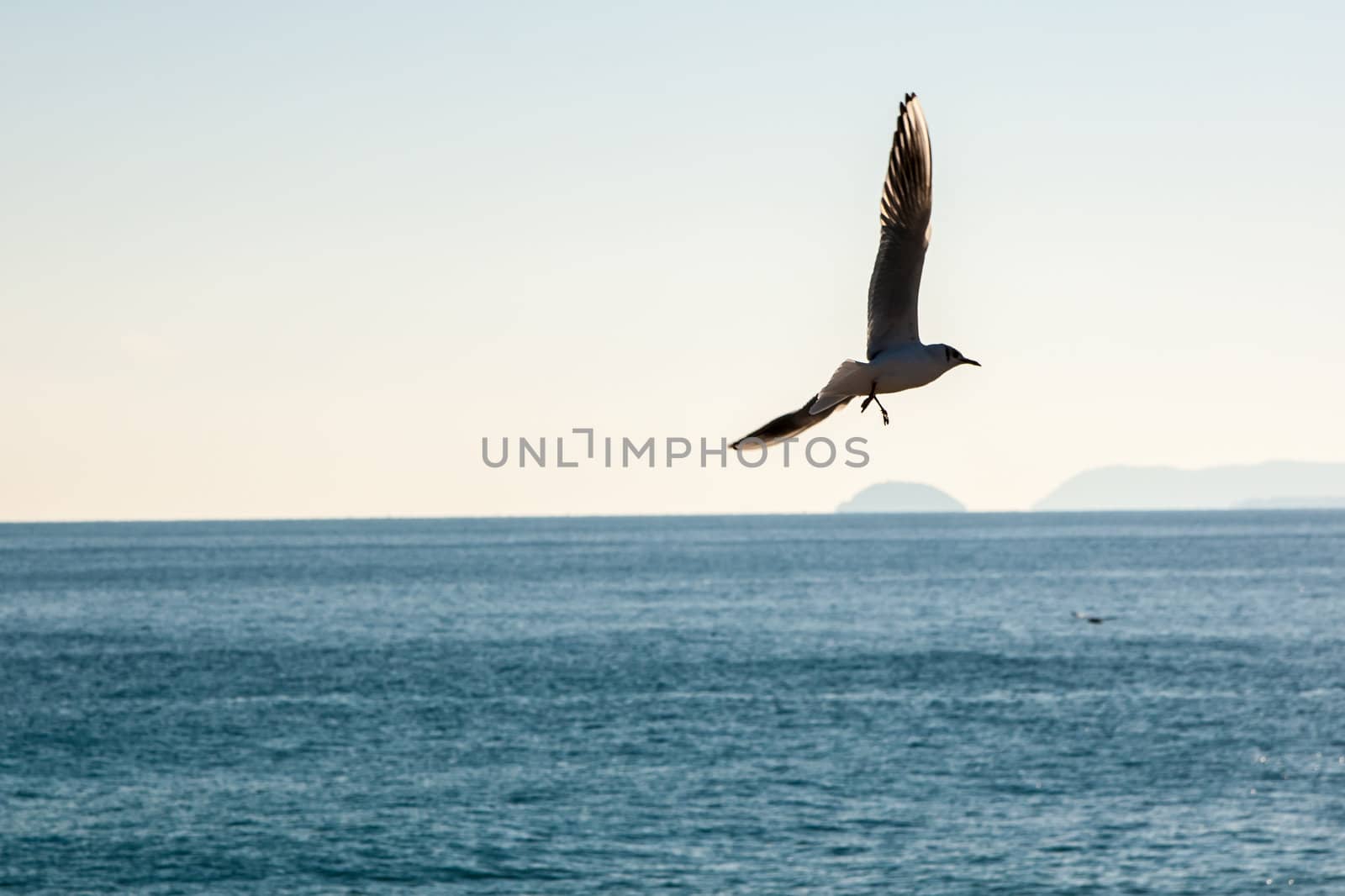 Shot taken in Liguria (Italy) near Gallinara Island