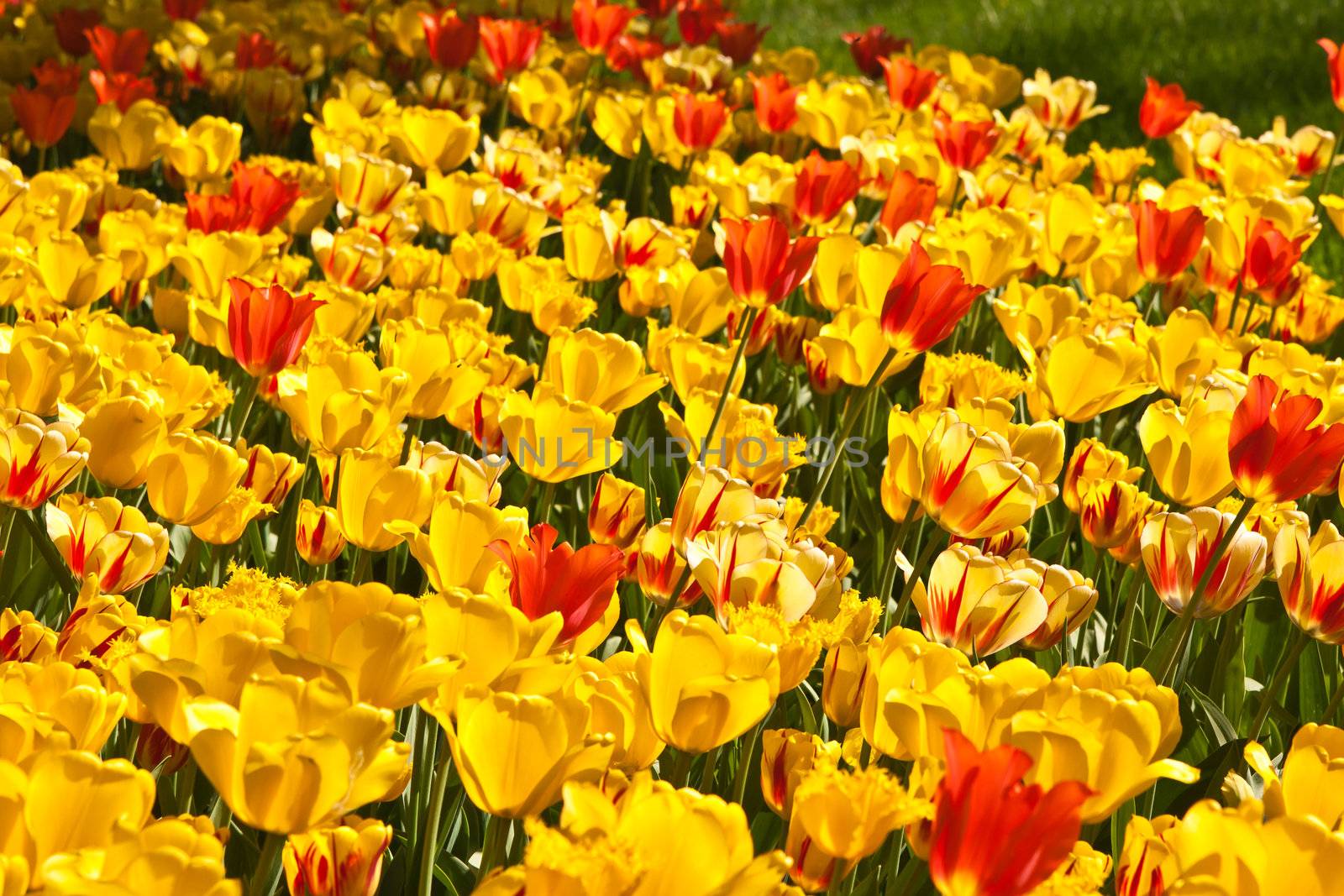 Yellow and red tulips over the grass by huntz