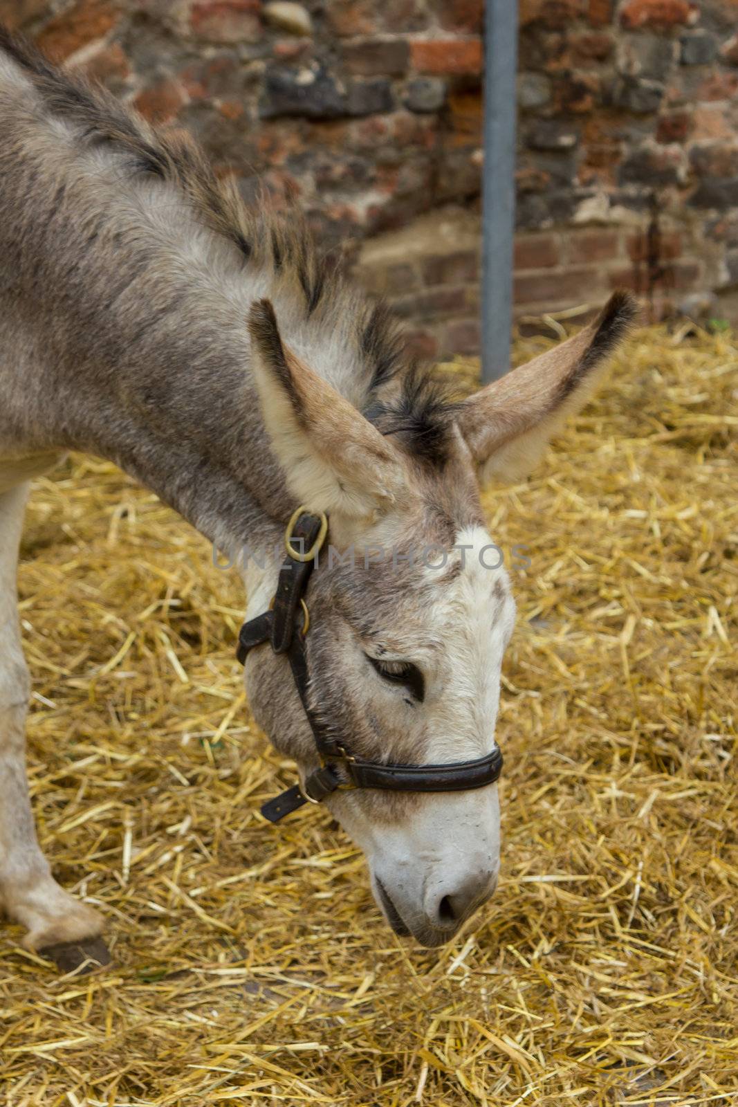 Donkey on bridles eating straw by huntz