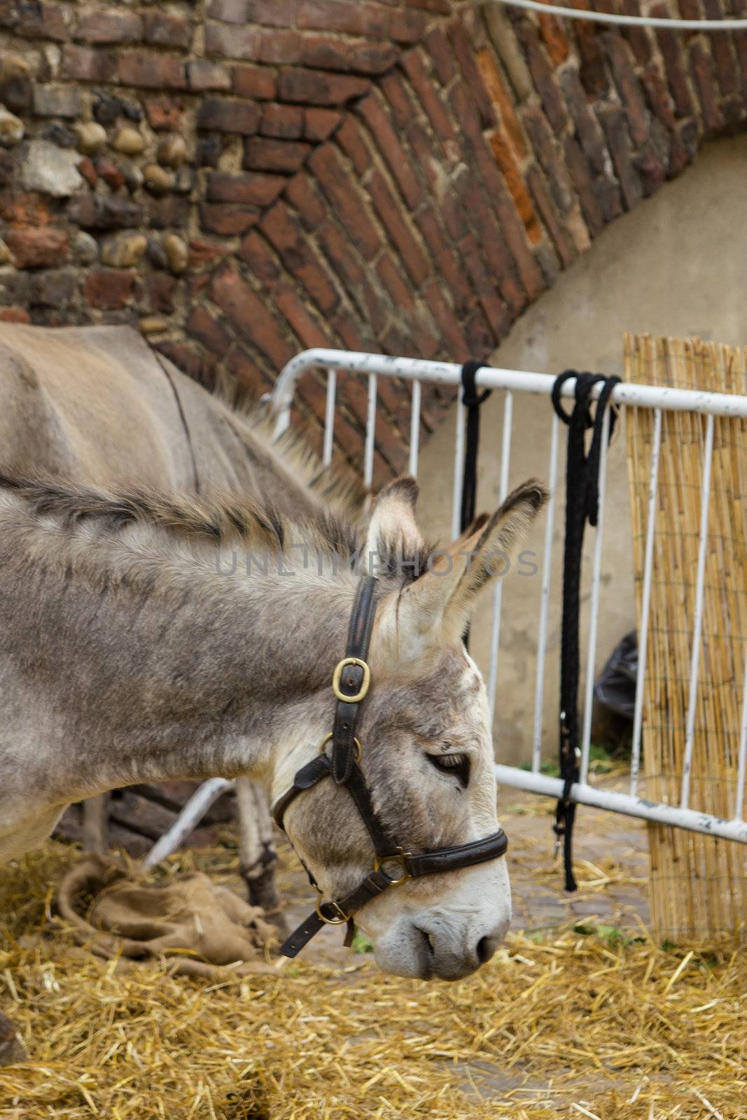 Donkey on bridles eating straw by huntz