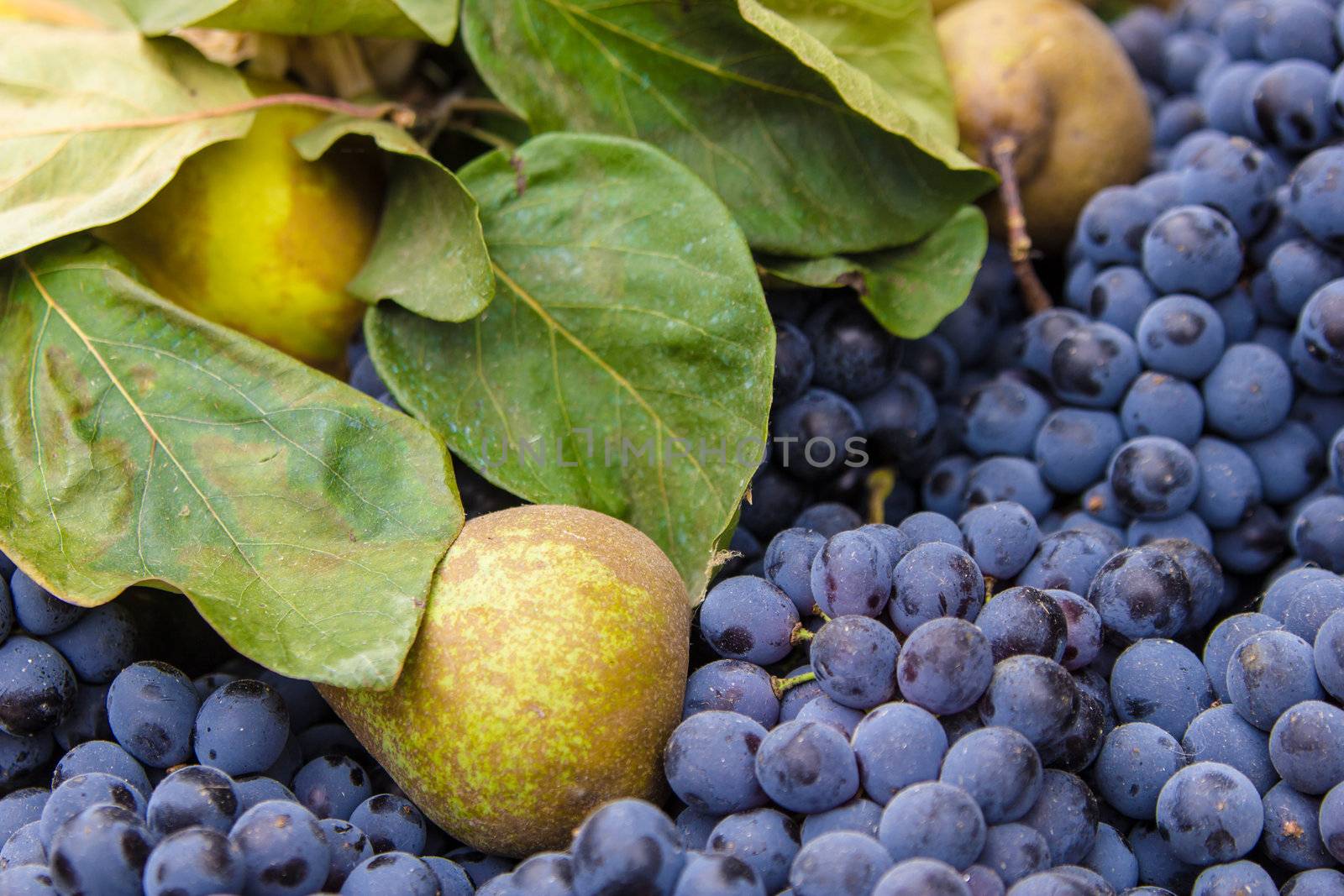 Pears, grapes and green leaves background by huntz