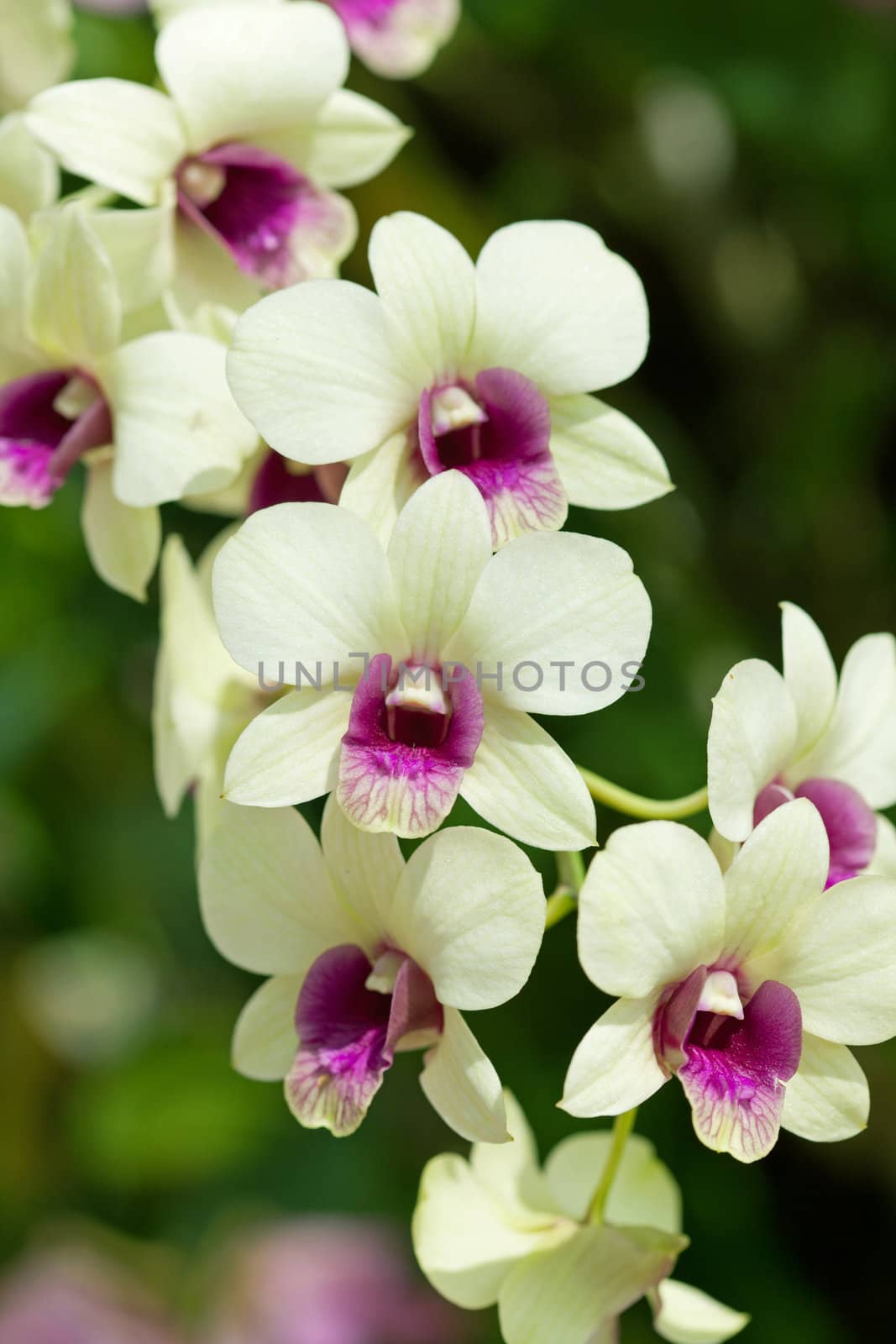 Closeup of orchids by foto76