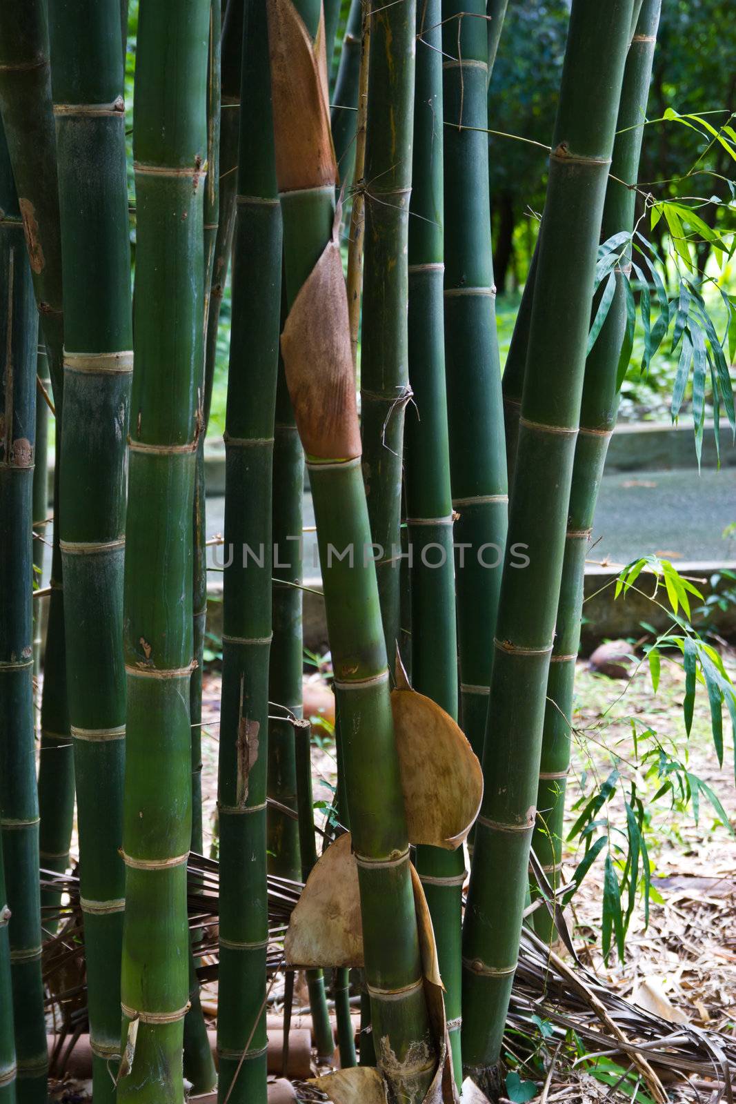 bamboo grove. Can be used as background at chonburi thailand.