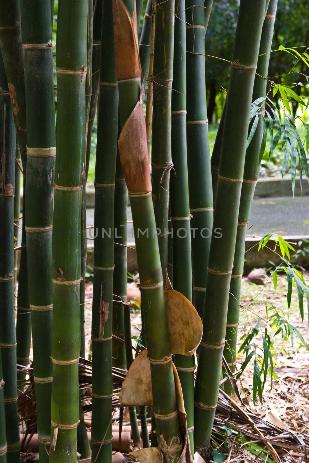 bamboo grove. Can be used as background at chonburi thailand.