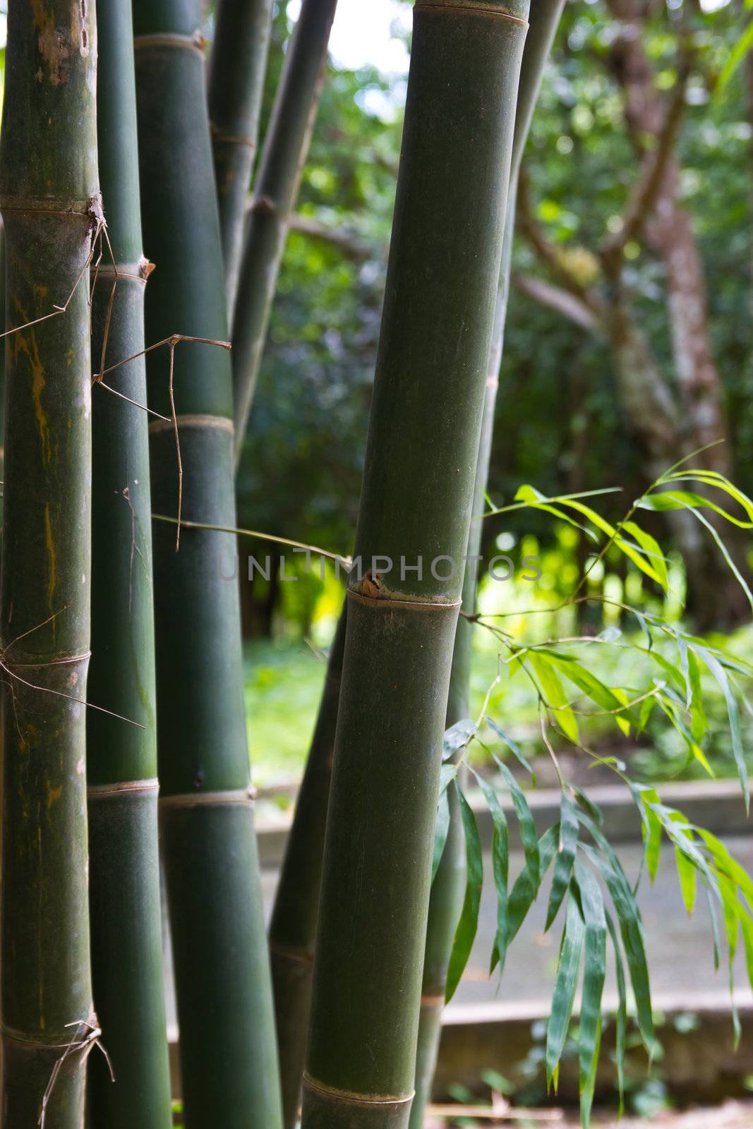 bamboo grove. Can be used as background  by wasan_gredpree