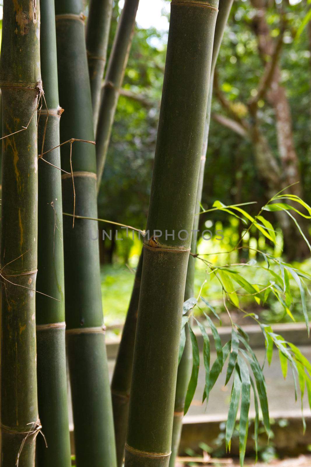 bamboo grove. Can be used as background  by wasan_gredpree