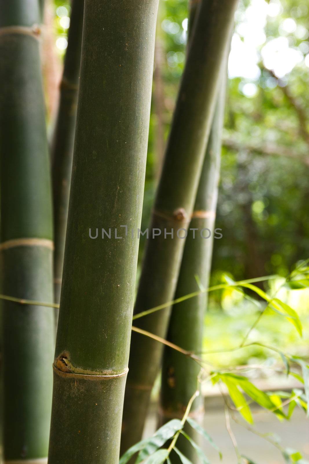 bamboo grove. Can be used as background  by wasan_gredpree