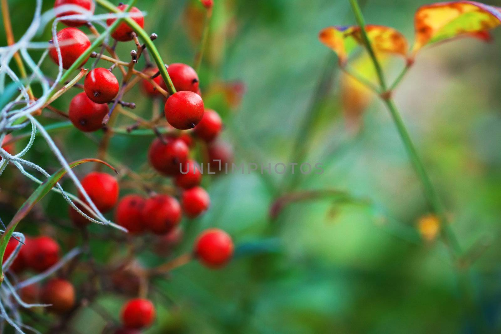 macro picture of a red burry outdoors