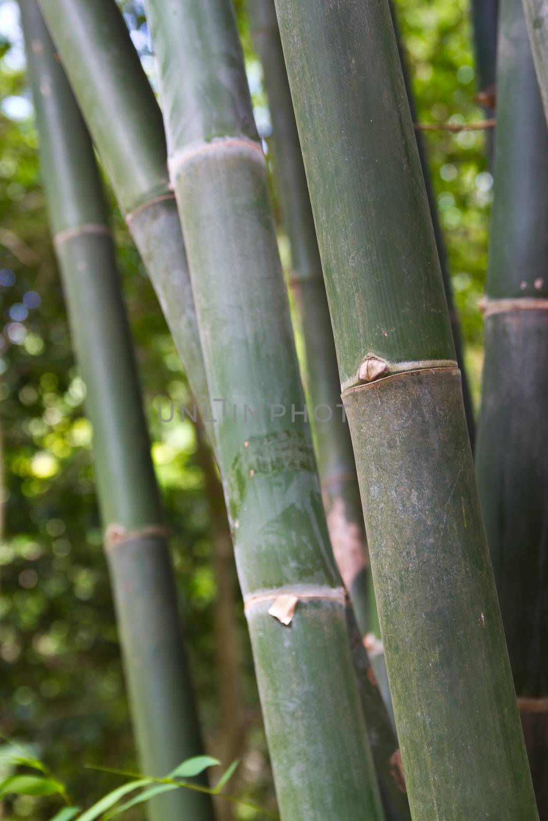 bamboo grove. Can be used as background  by wasan_gredpree